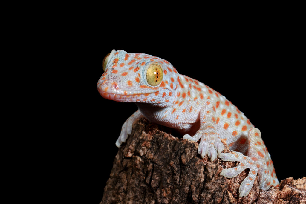 Tokay Gecko