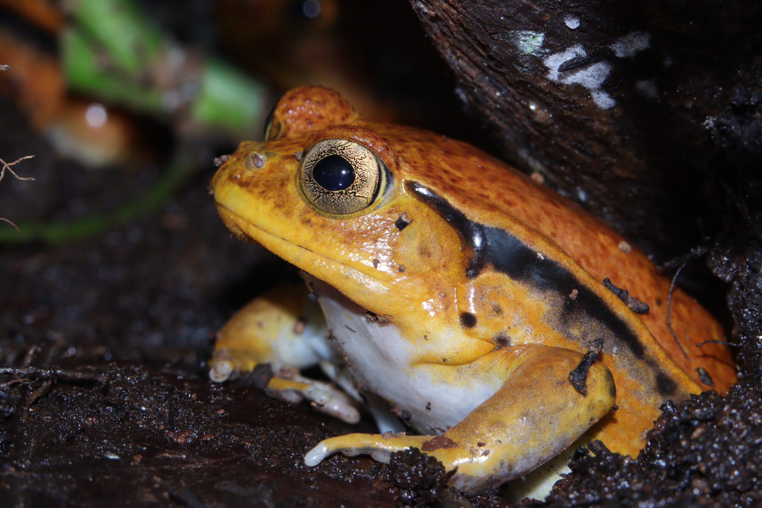 Tomato Frog