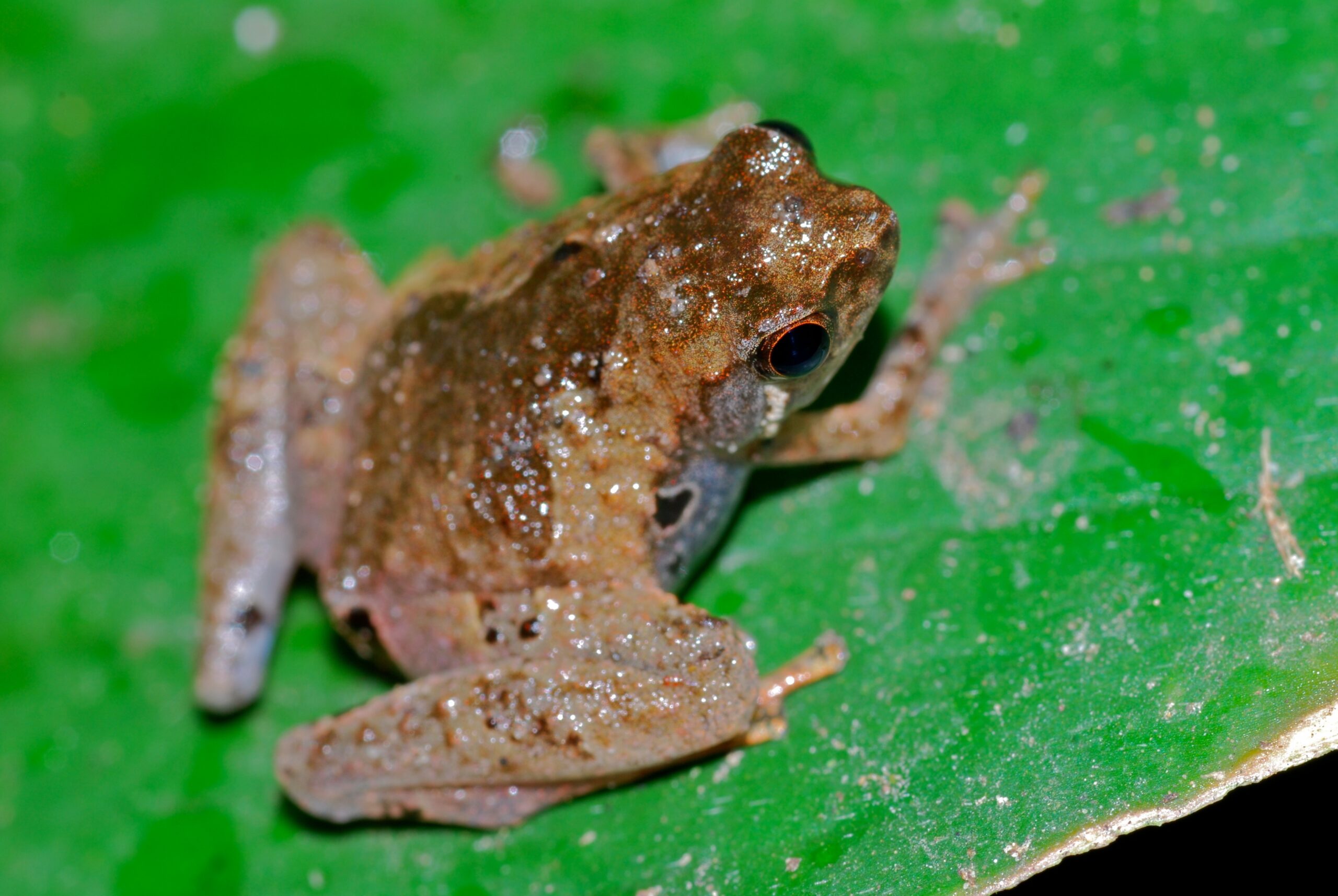 Tree Hole Frog