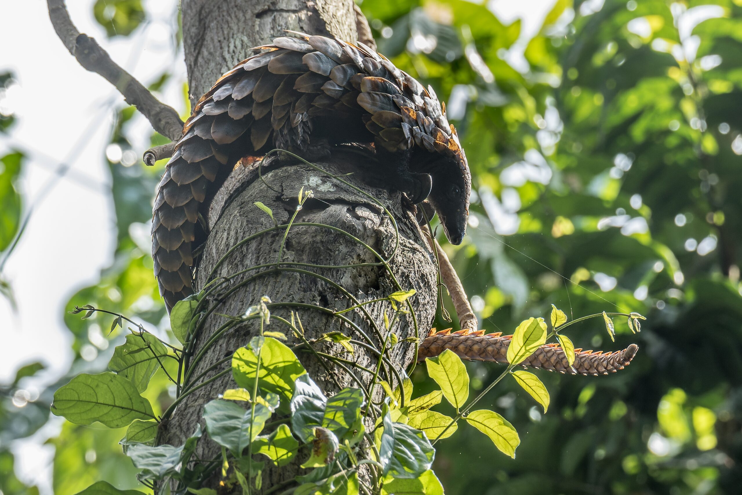 Tree Pangolin