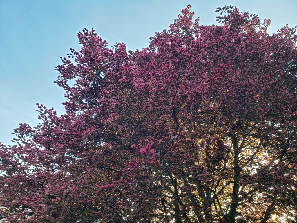 Tricolor Beech (Fagus sylvatica 'Tricolor')