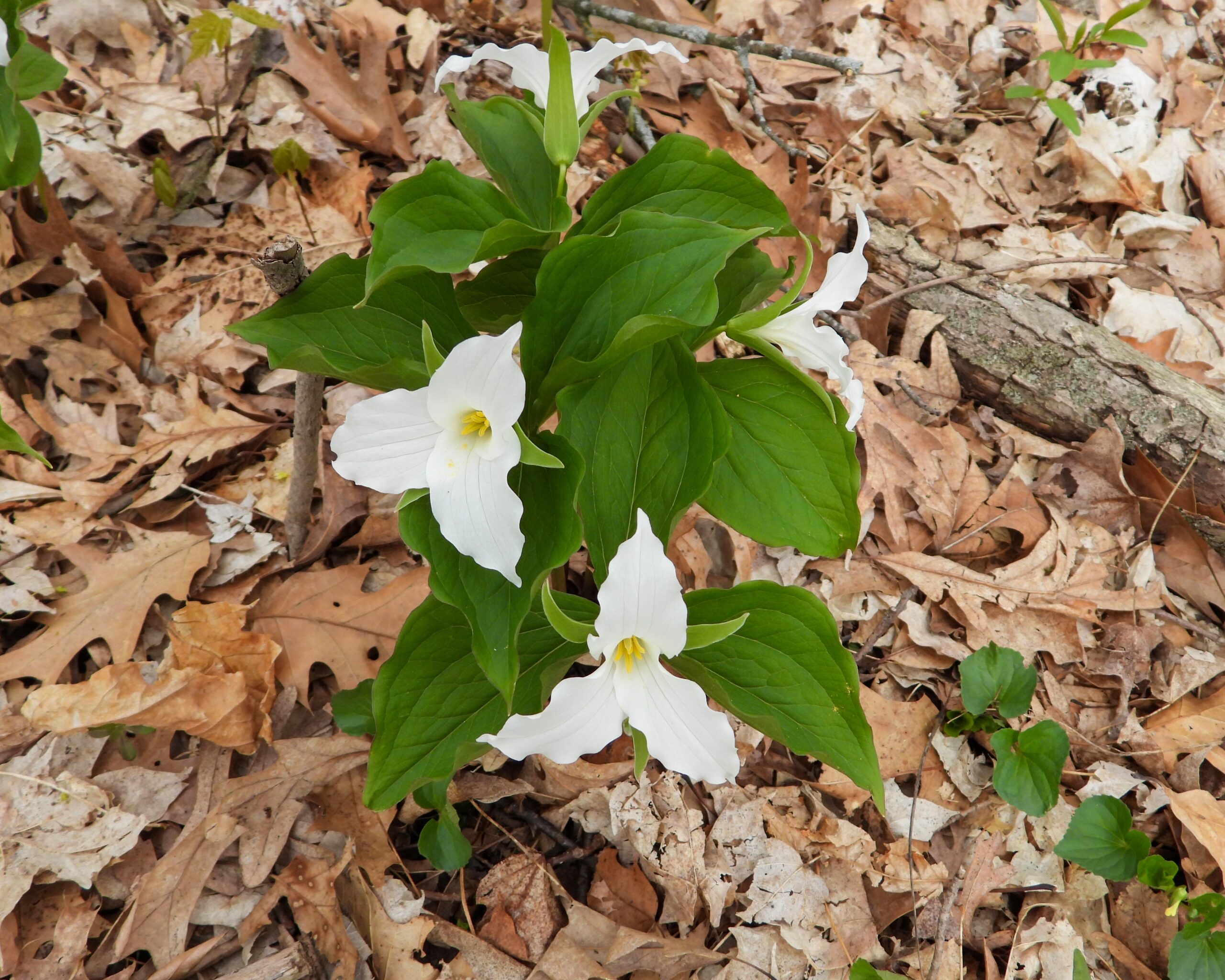 Trillium