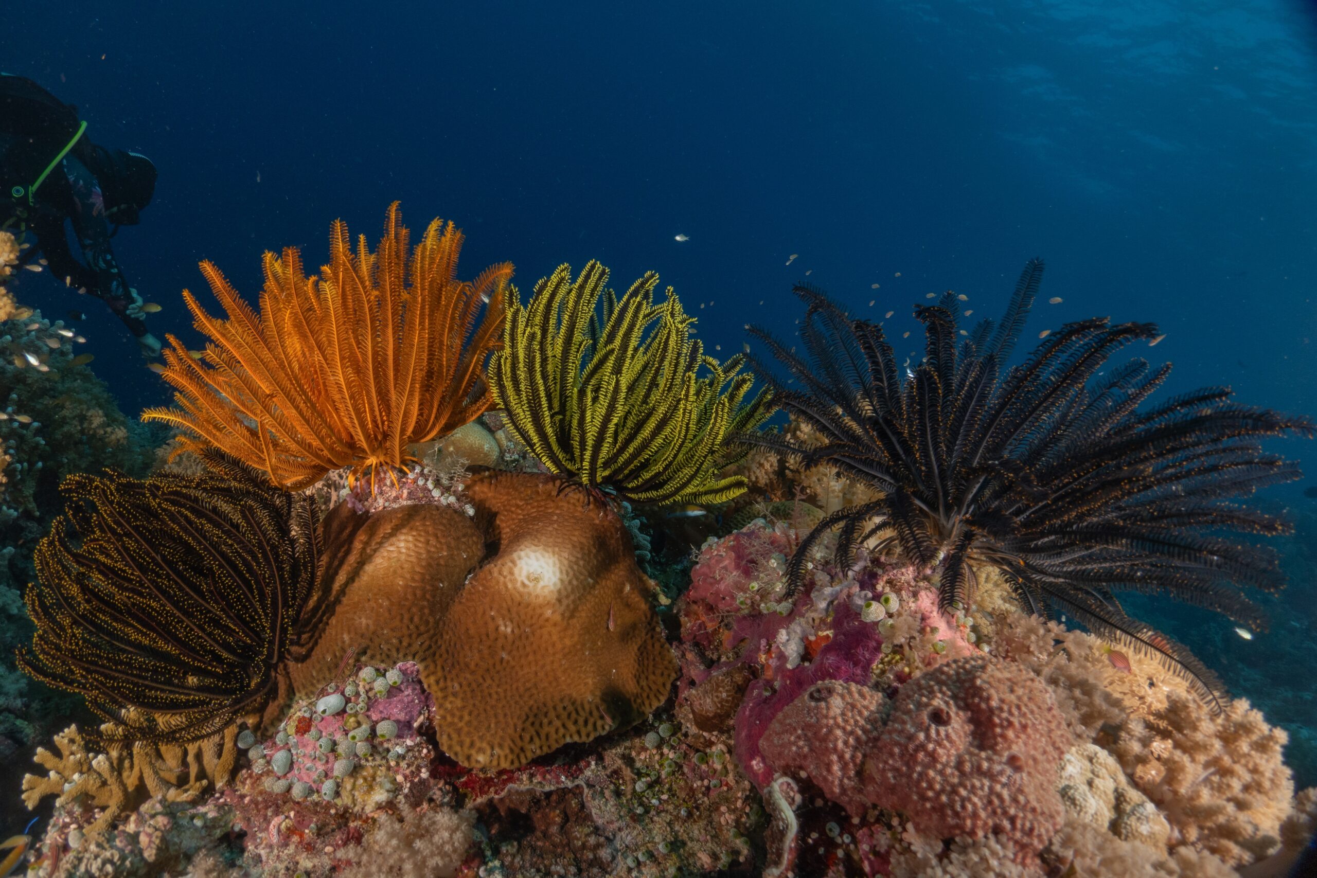 Tubbataha Reefs Natural Park, Philippines