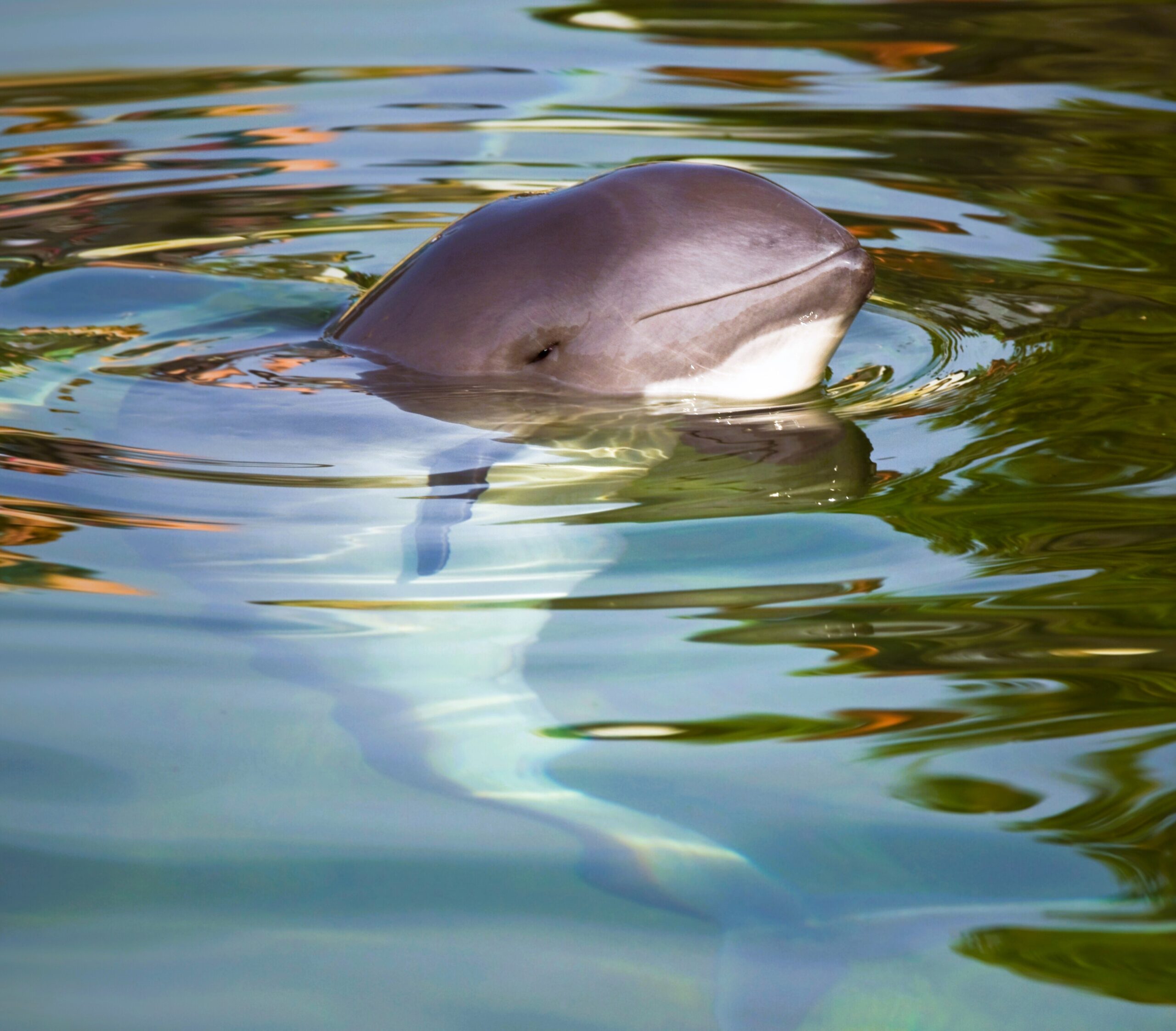 Vaquita