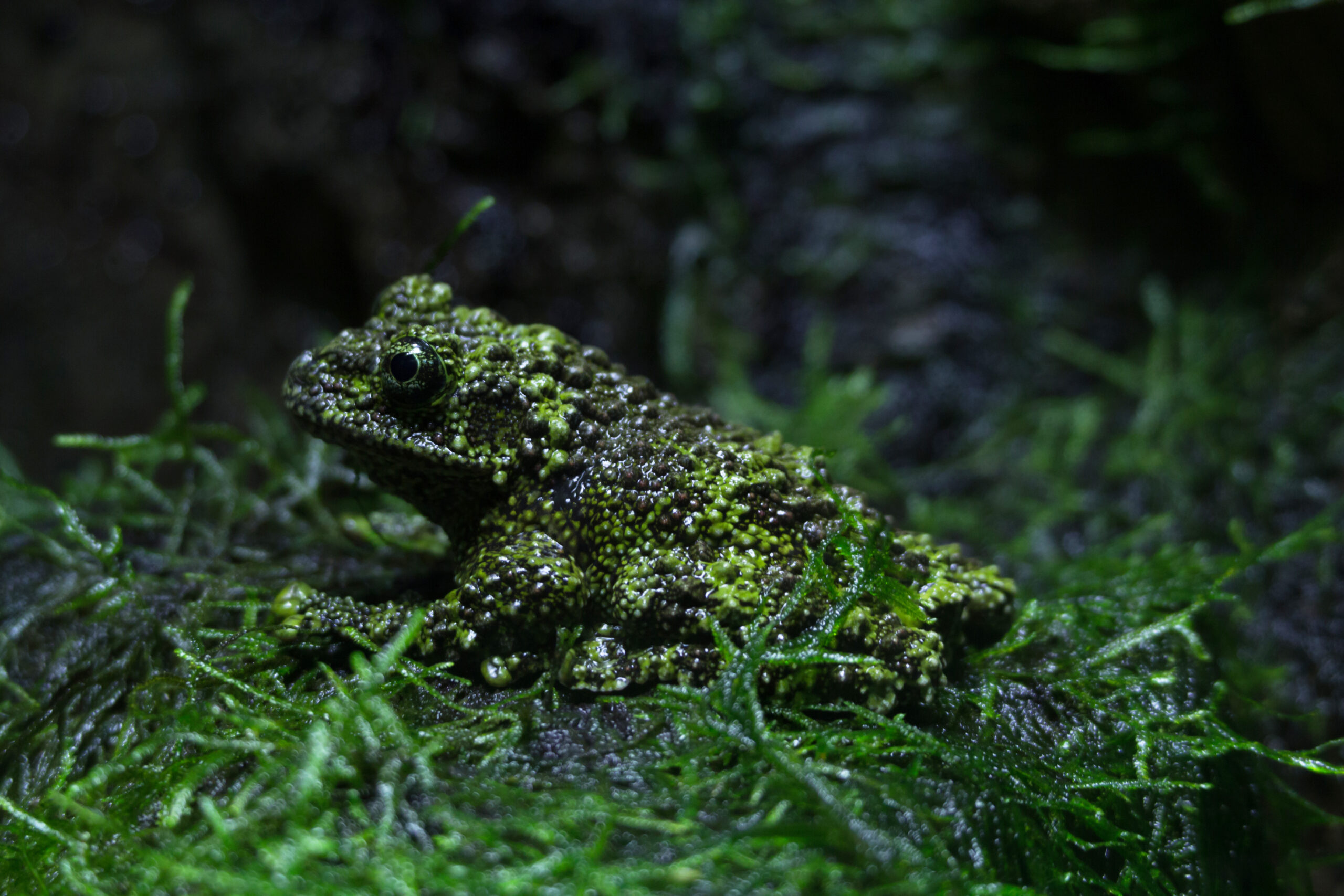 Vietnamese Mossy Frog