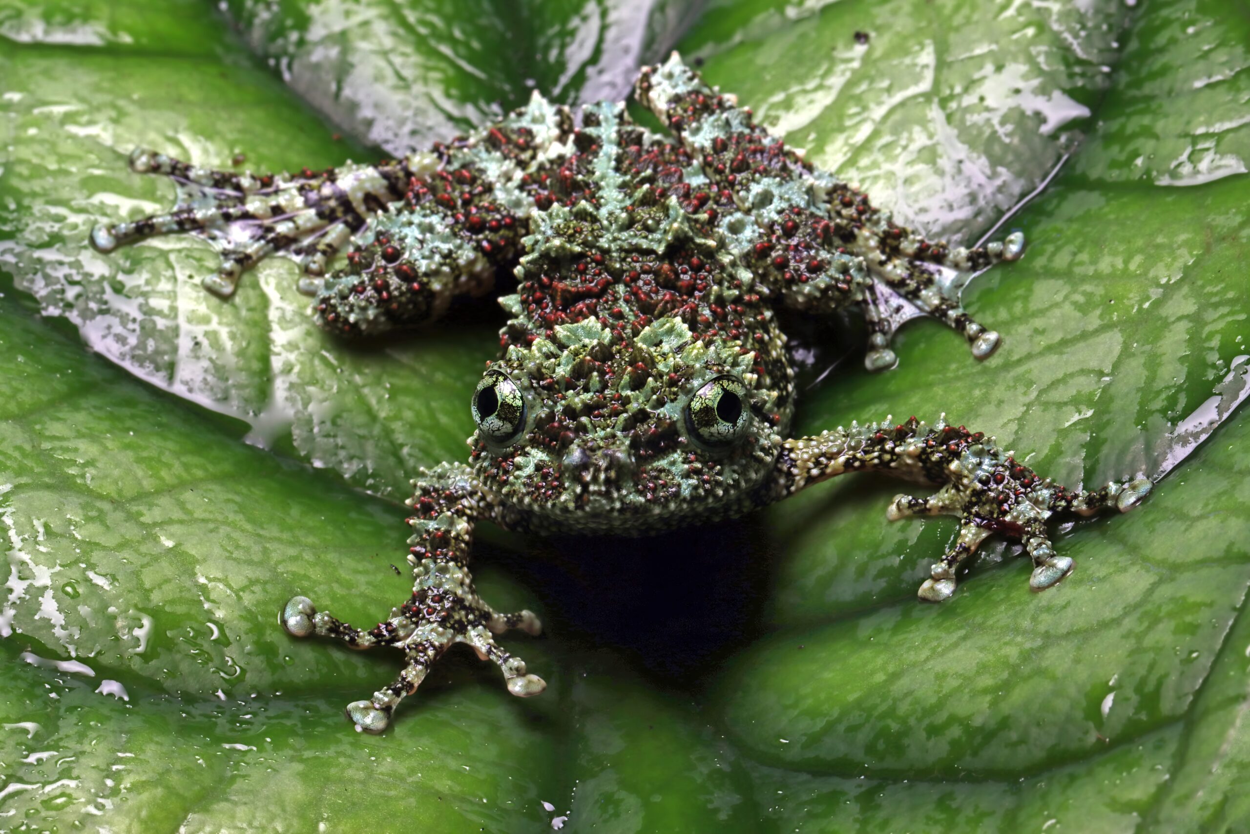 Vietnamese Mossy Frog