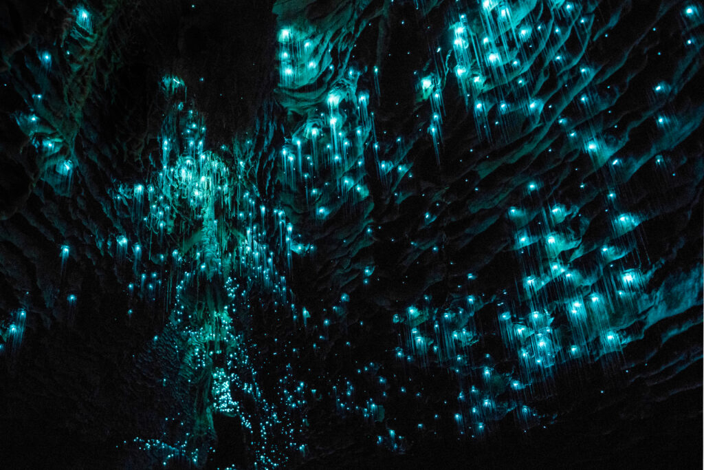 Waitomo Glowworm Caves, New Zealand