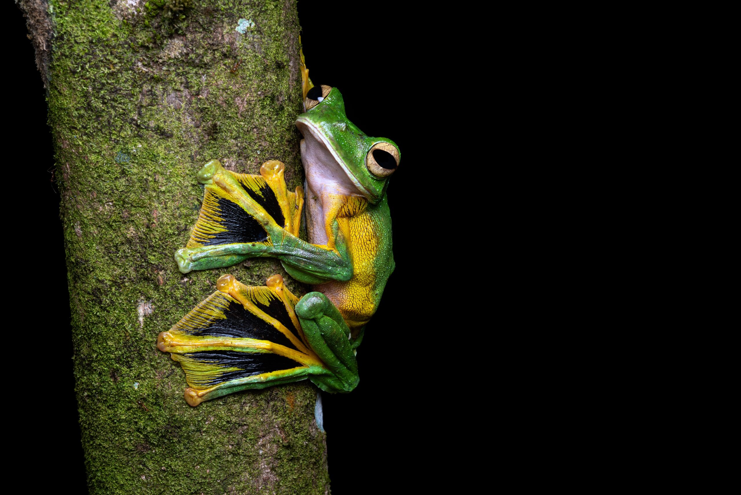 Wallace's Flying Frog