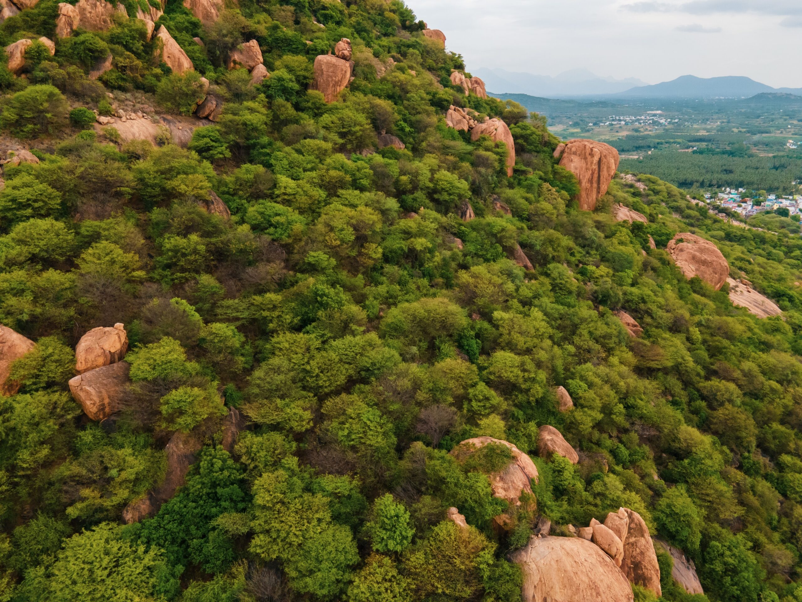 Western Ghats Rainforest