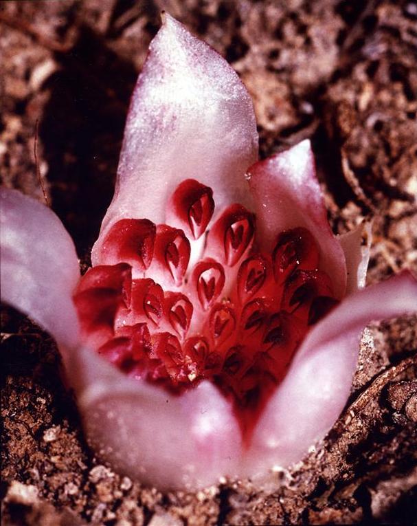 Western Underground Orchid (Rhizanthella gardneri)