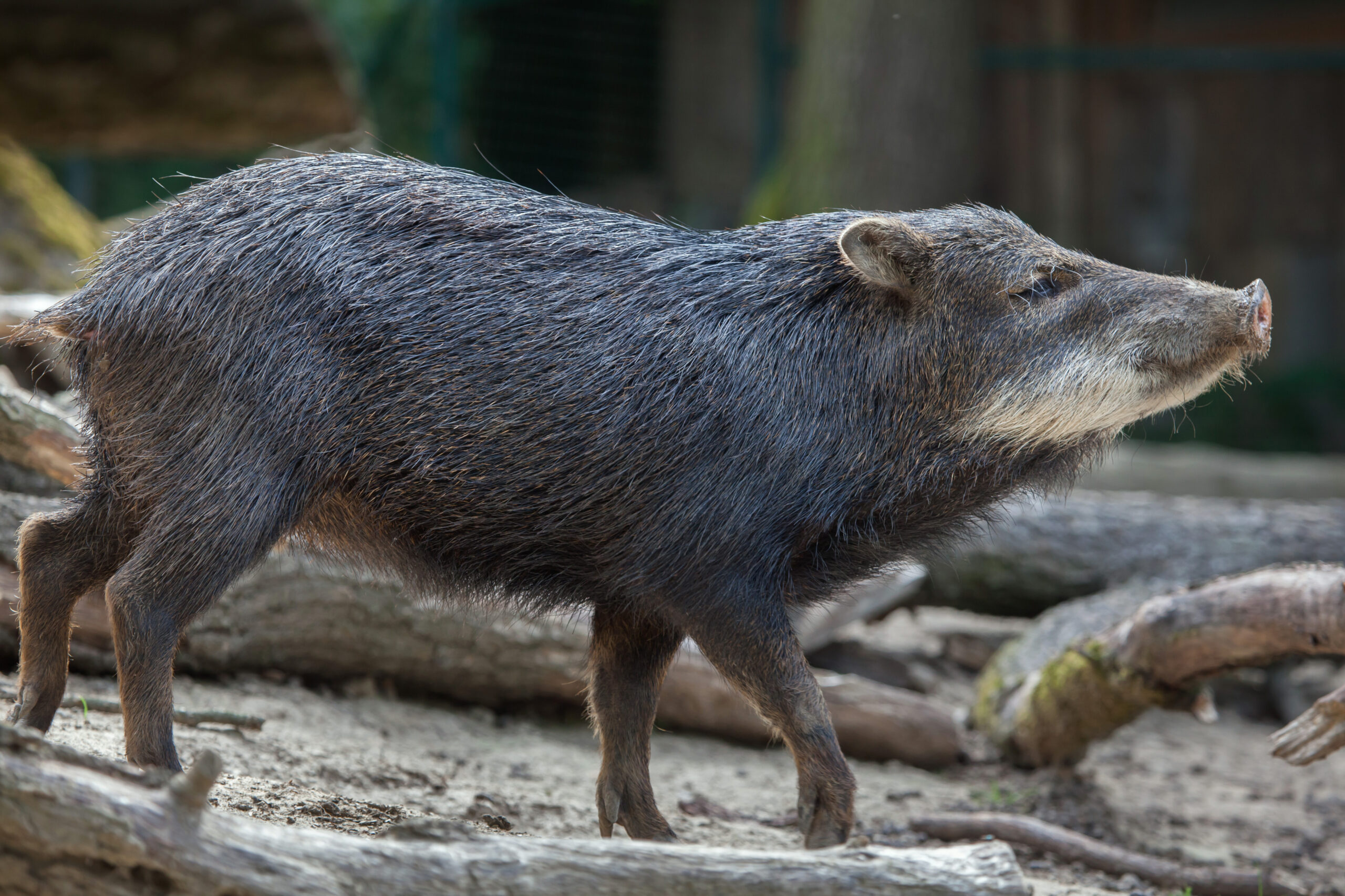 White-Lipped Peccary