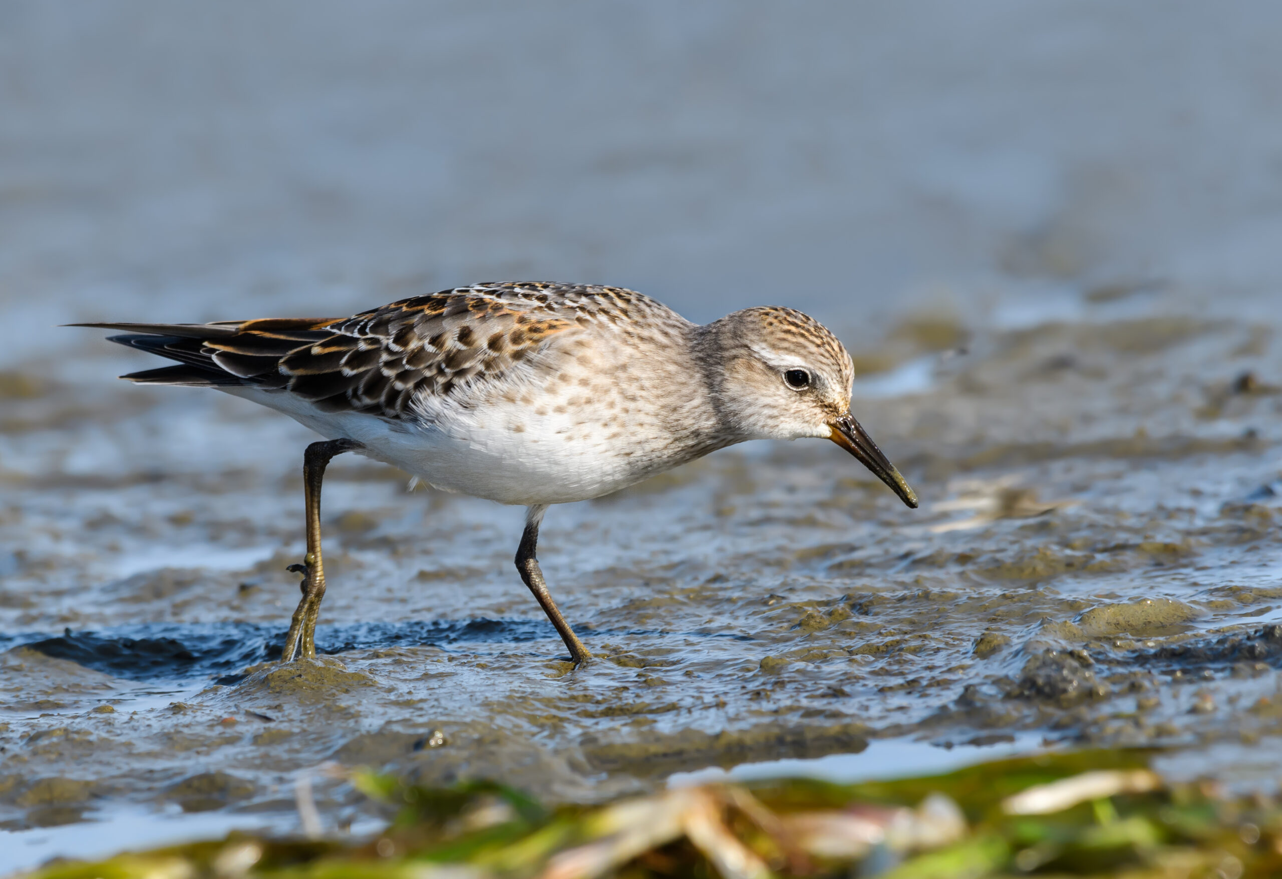 White-rumped Sandpiper