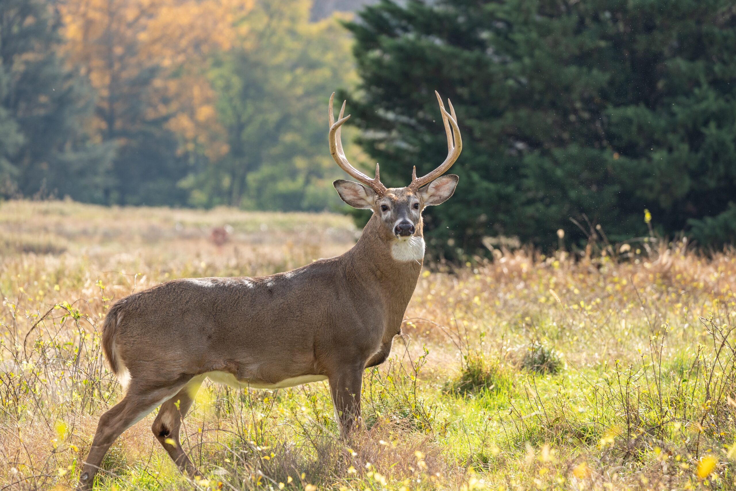 White-tailed Deer