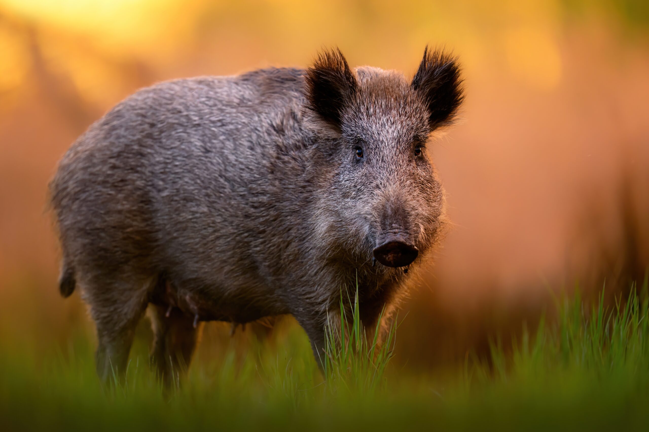 Wild Boar