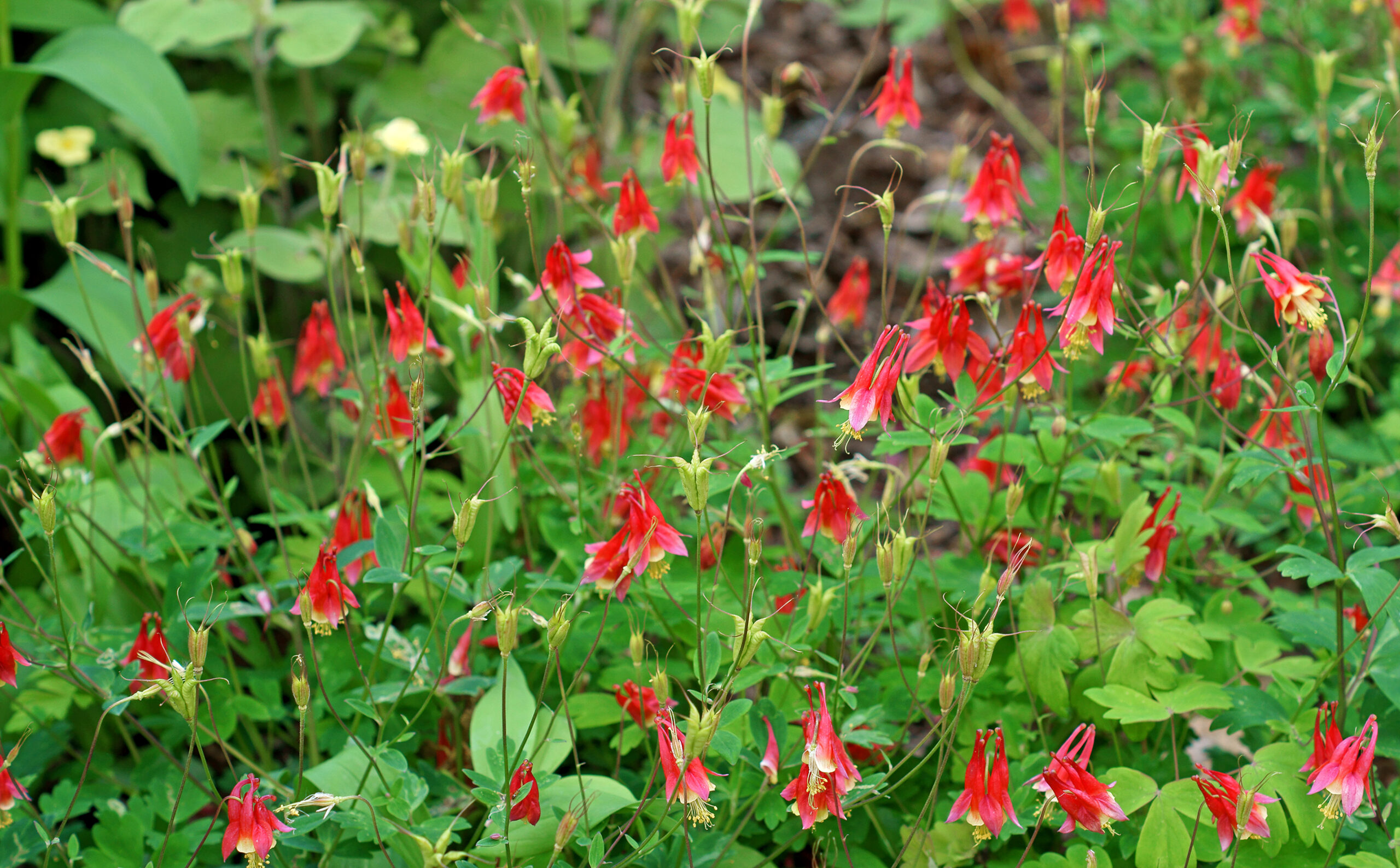 Wild Columbine