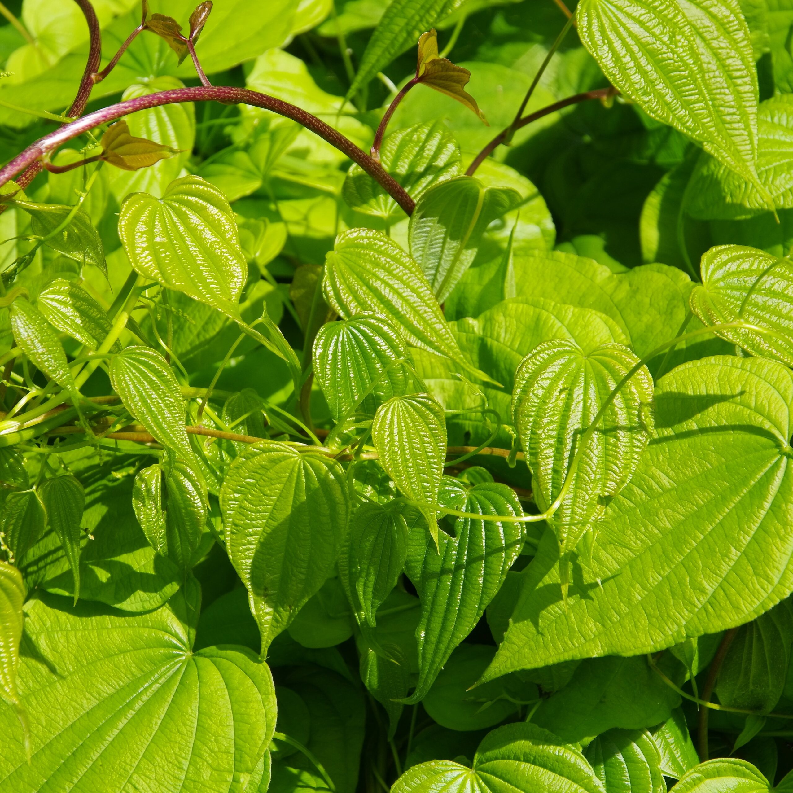 Wild Yam (Dioscorea villosa)