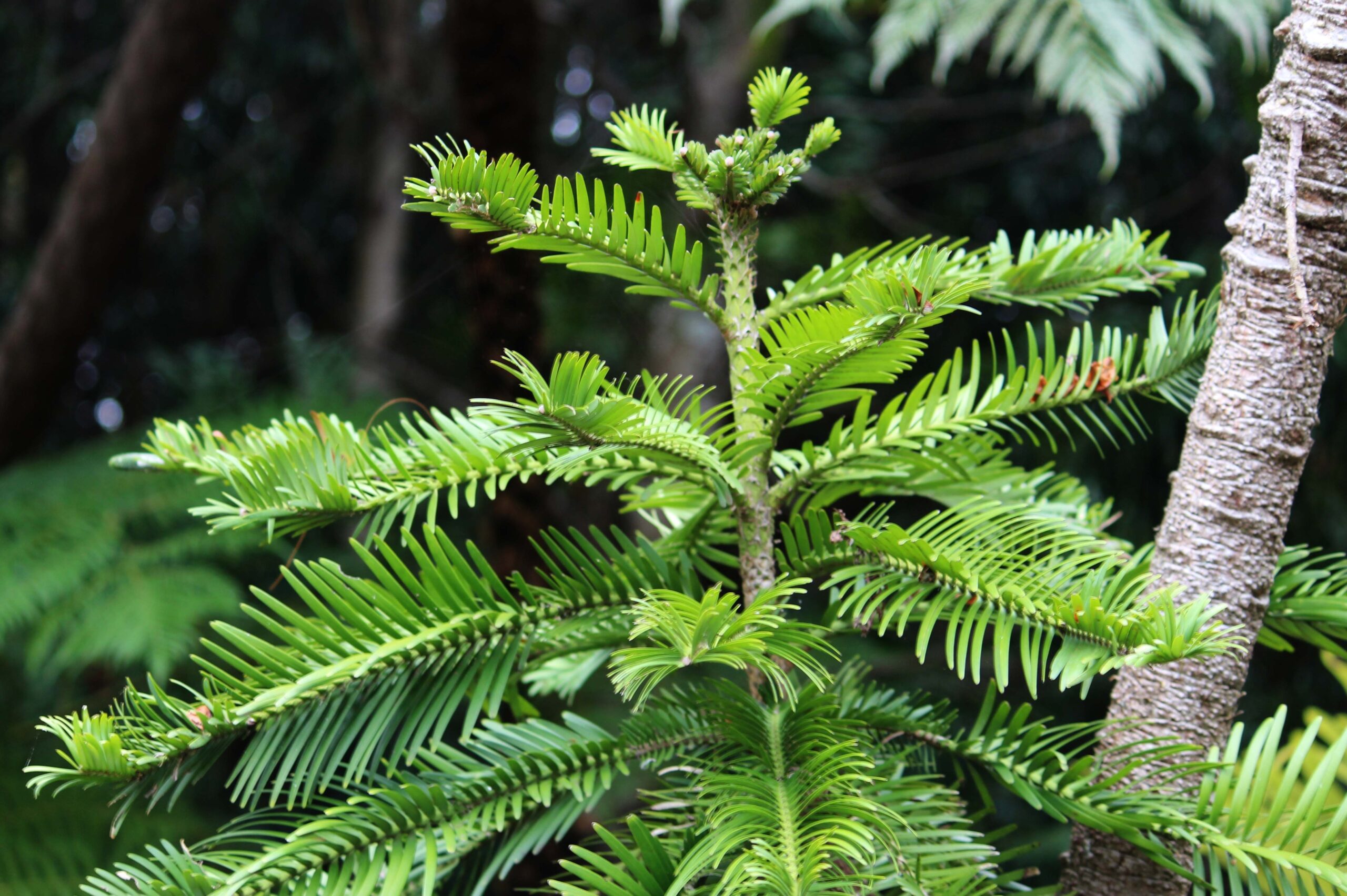 Wollemi Pine (Wollemia nobilis)