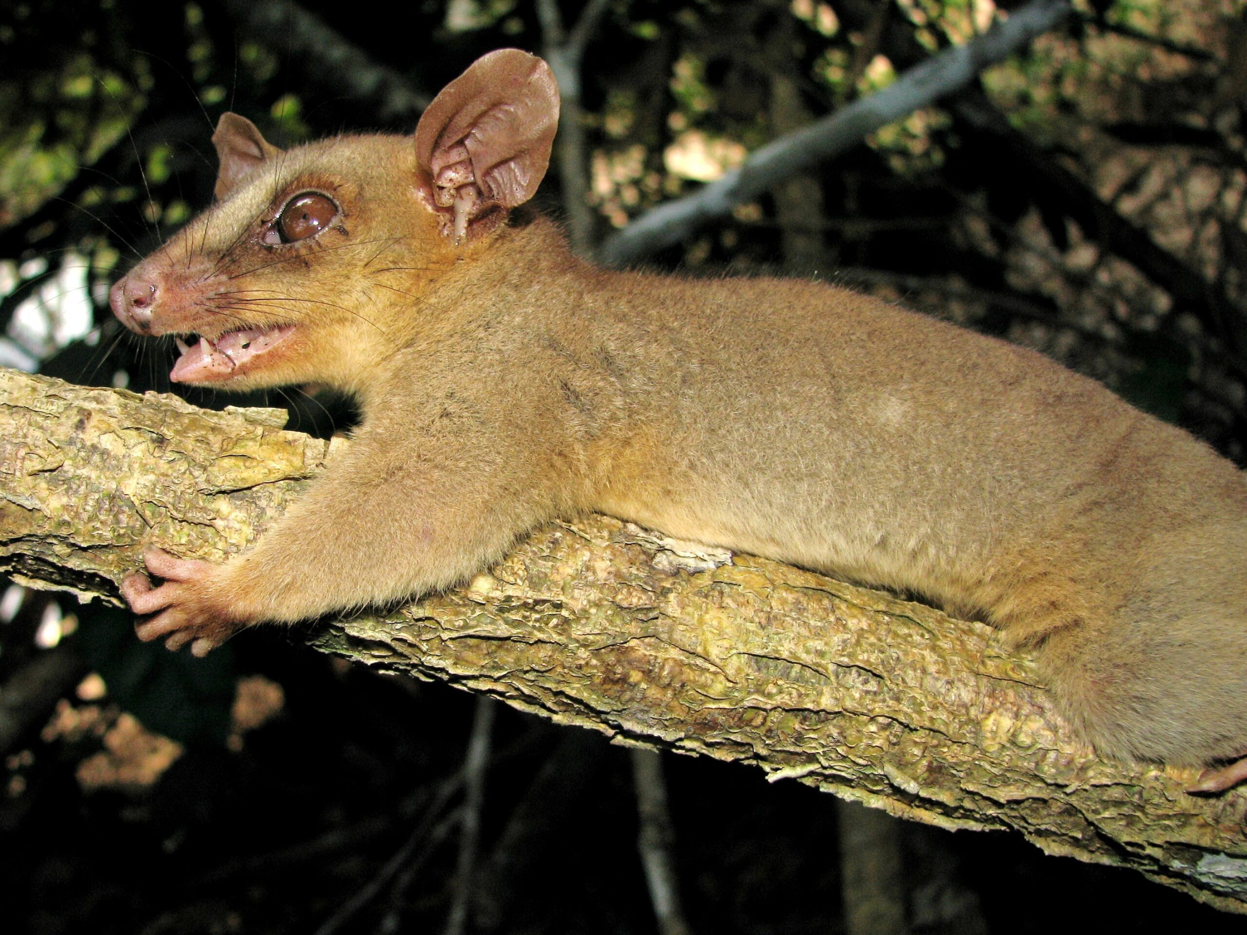 Woolly Opossum