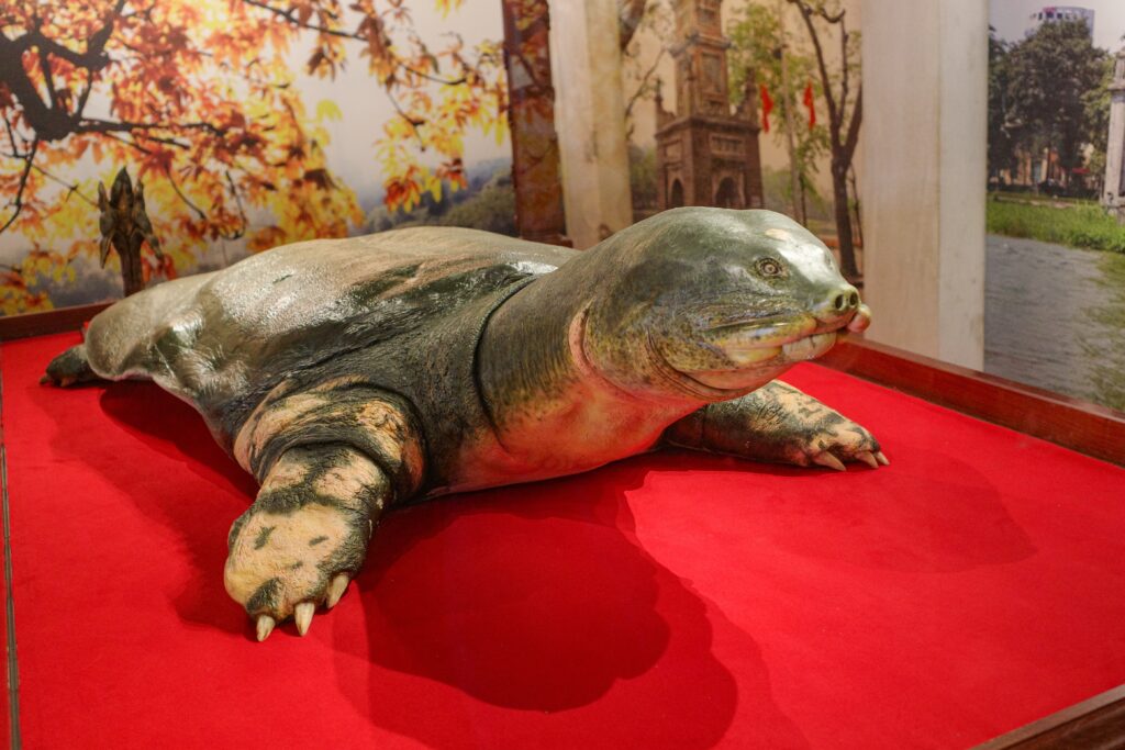 Yangtze Giant Softshell Turtle