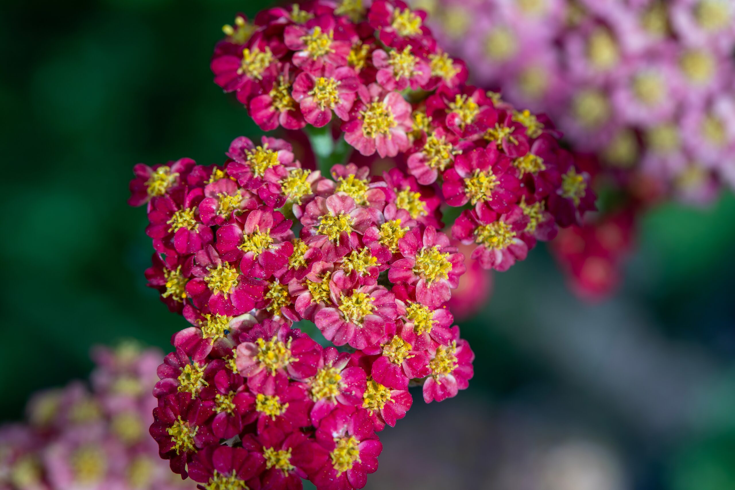 Yarrow (Achillea millefolium)