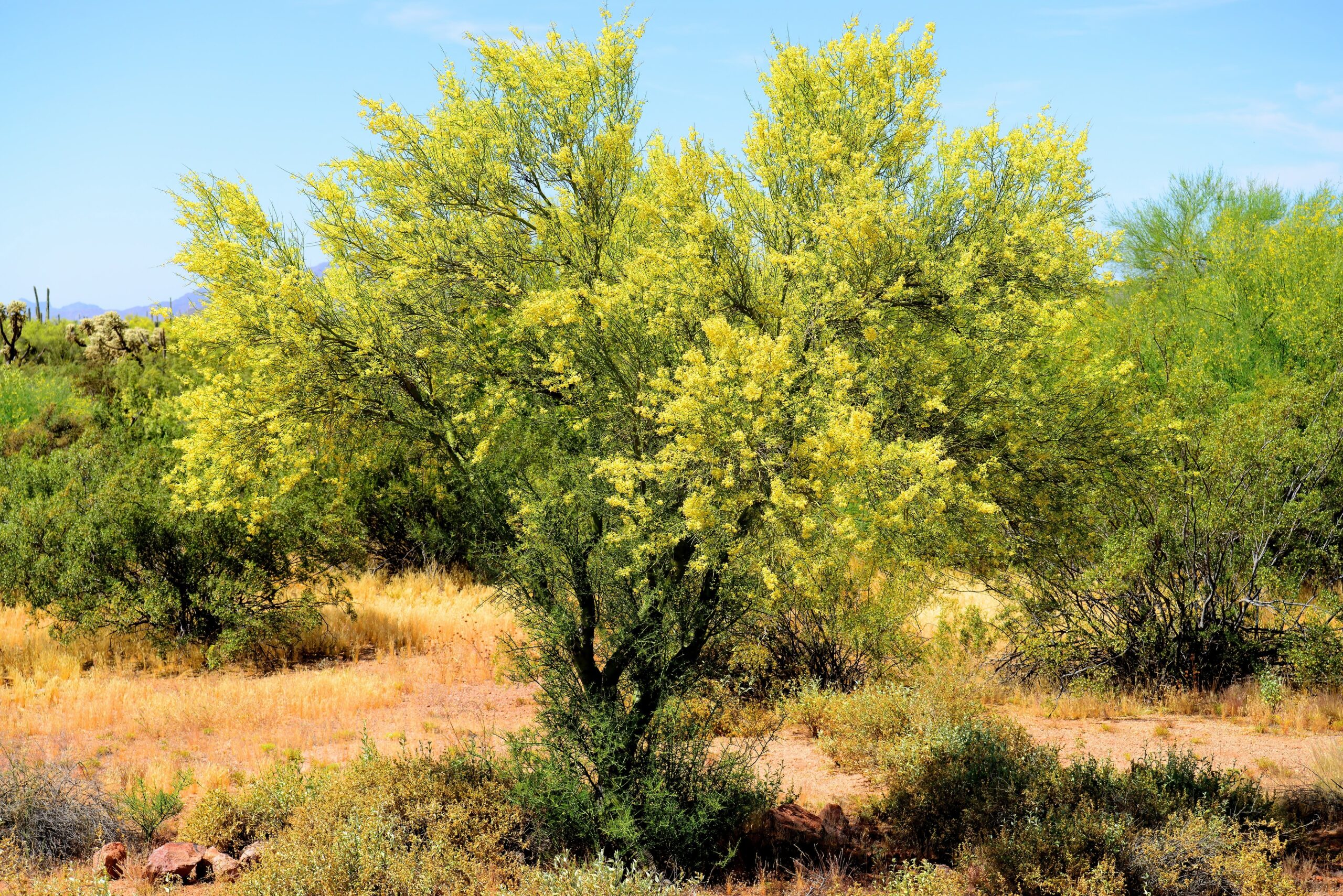 Yellow Palo Verde