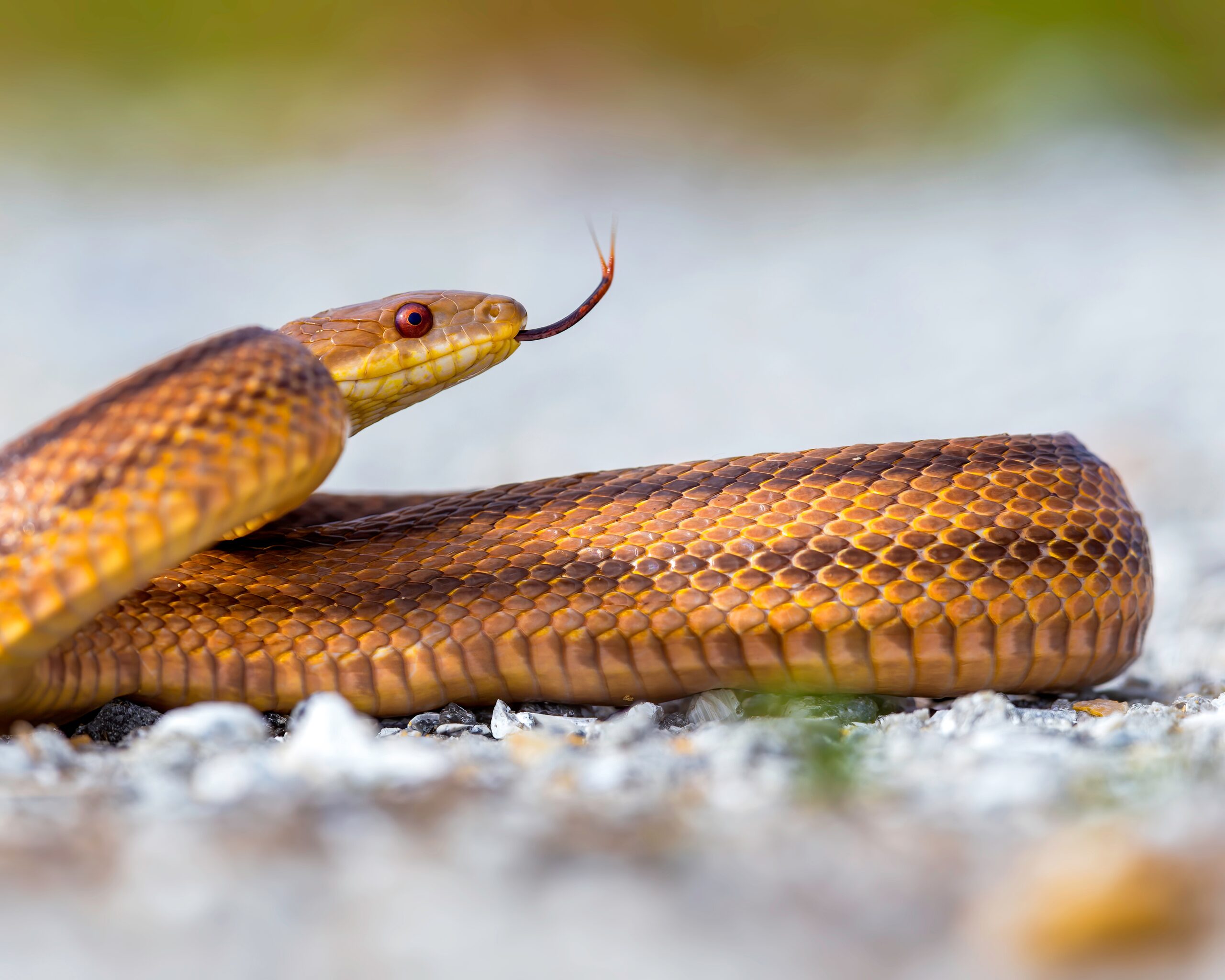 Yellow Rat Snake