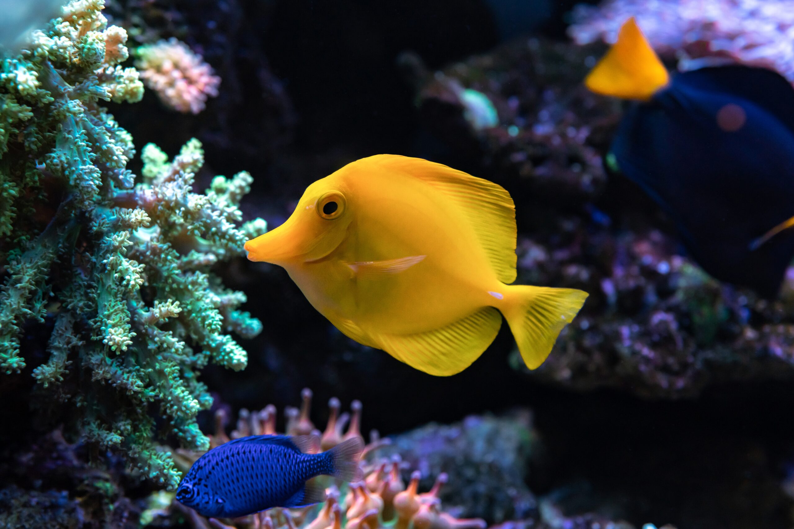 Yellow Tang