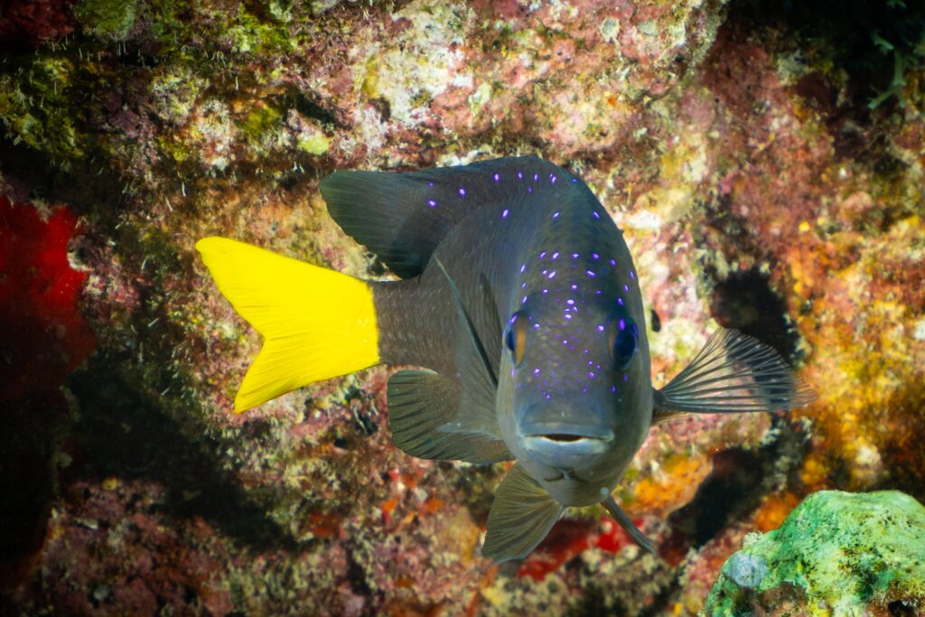 Yellowtail Damselfish