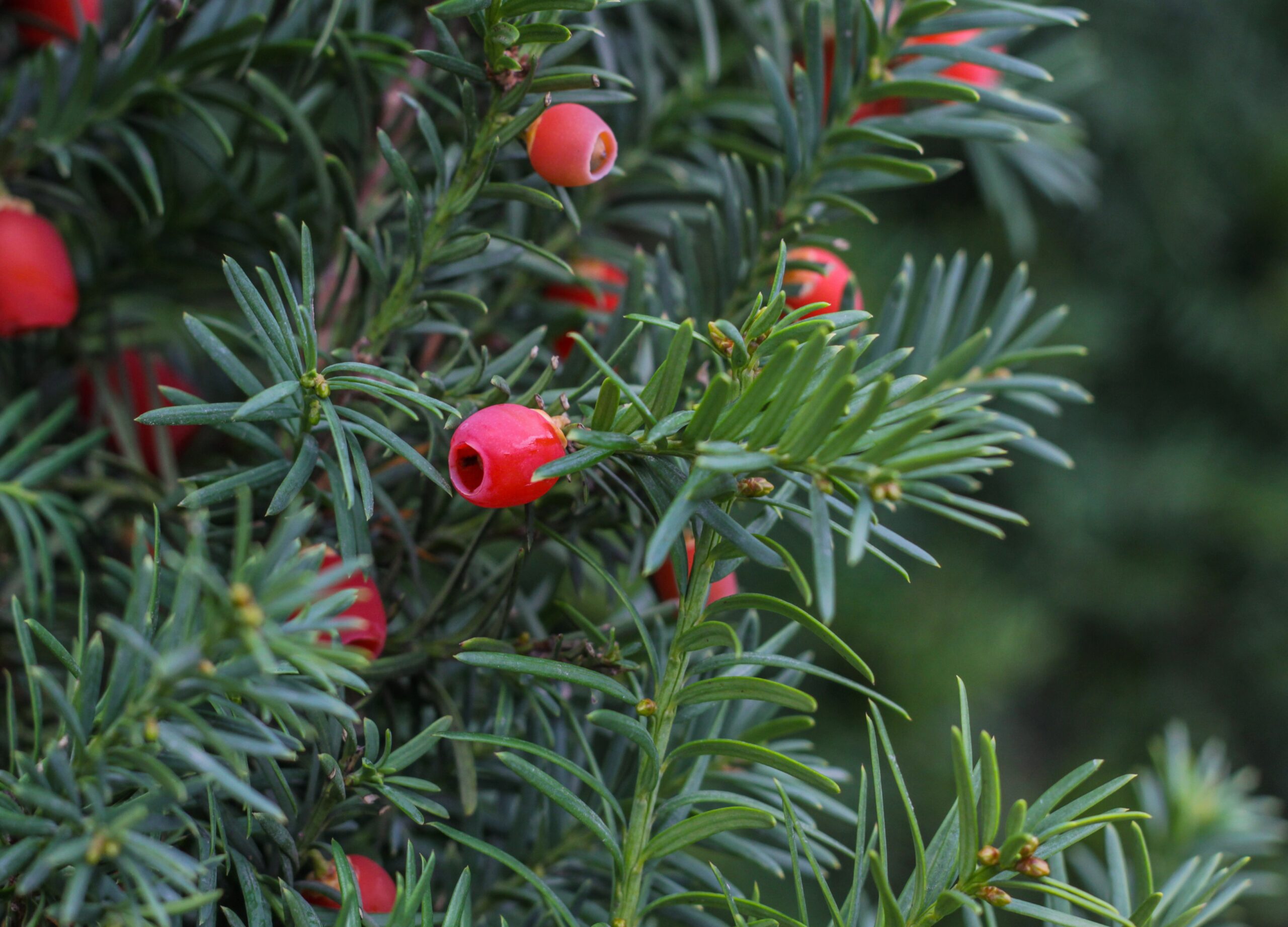 Yew Tree (Taxus brevifolia)