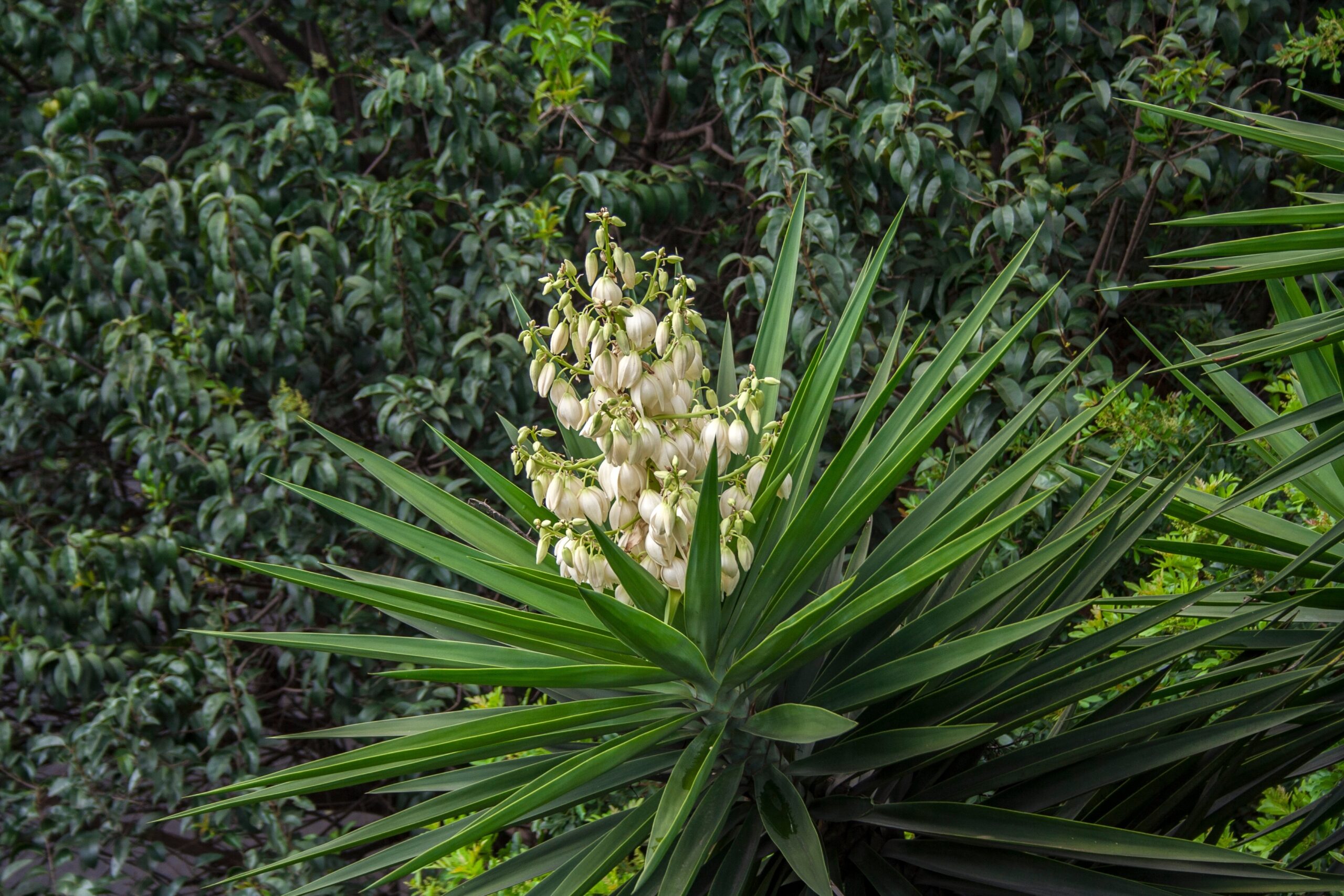 Yucca