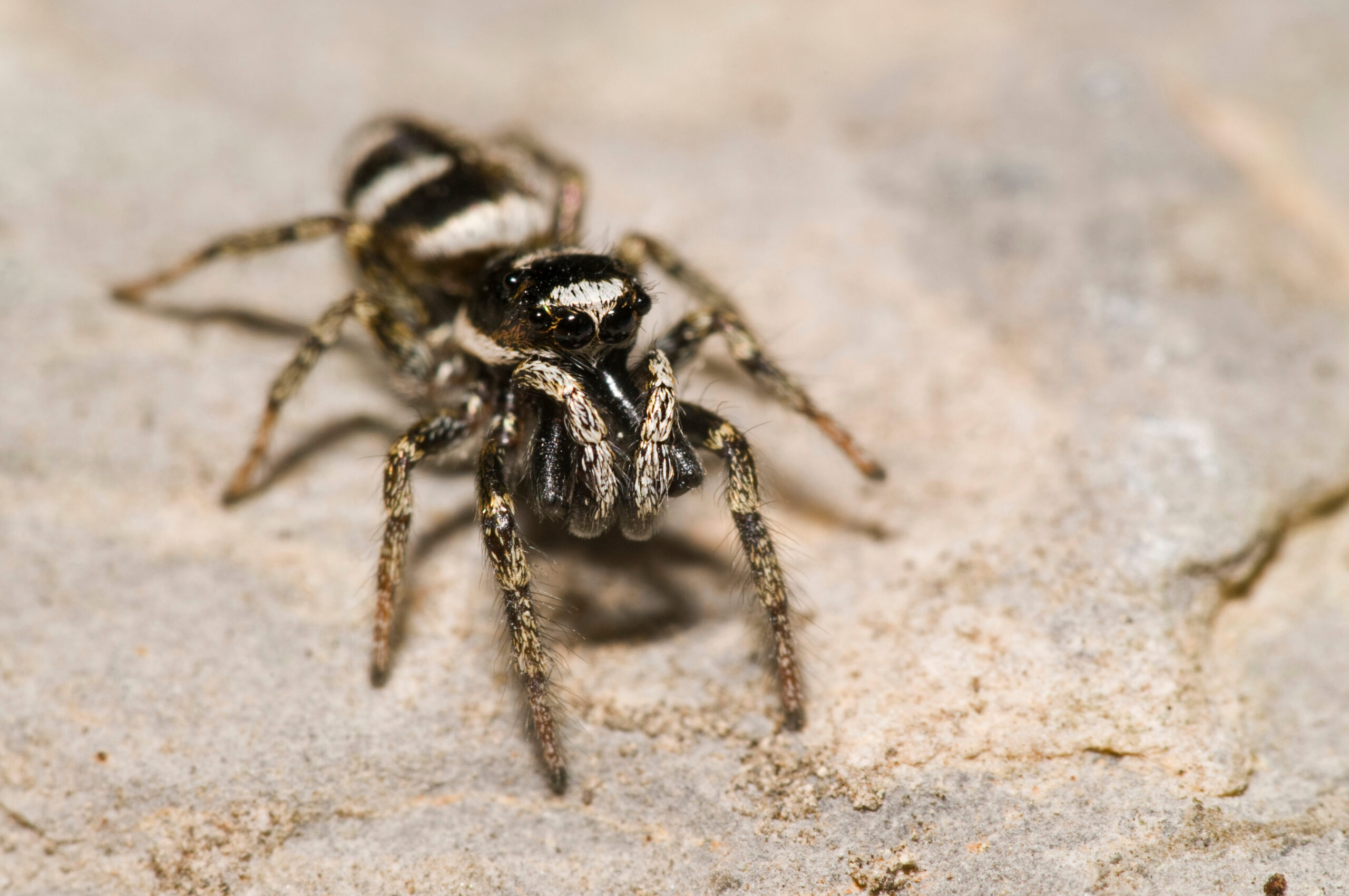 Zebra Jumping Spider (Salticus scenicus)