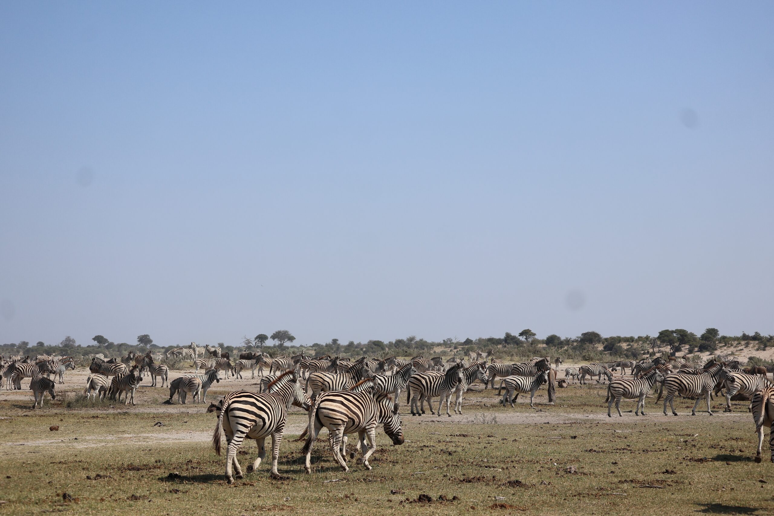 Zebra Migration in Botswana