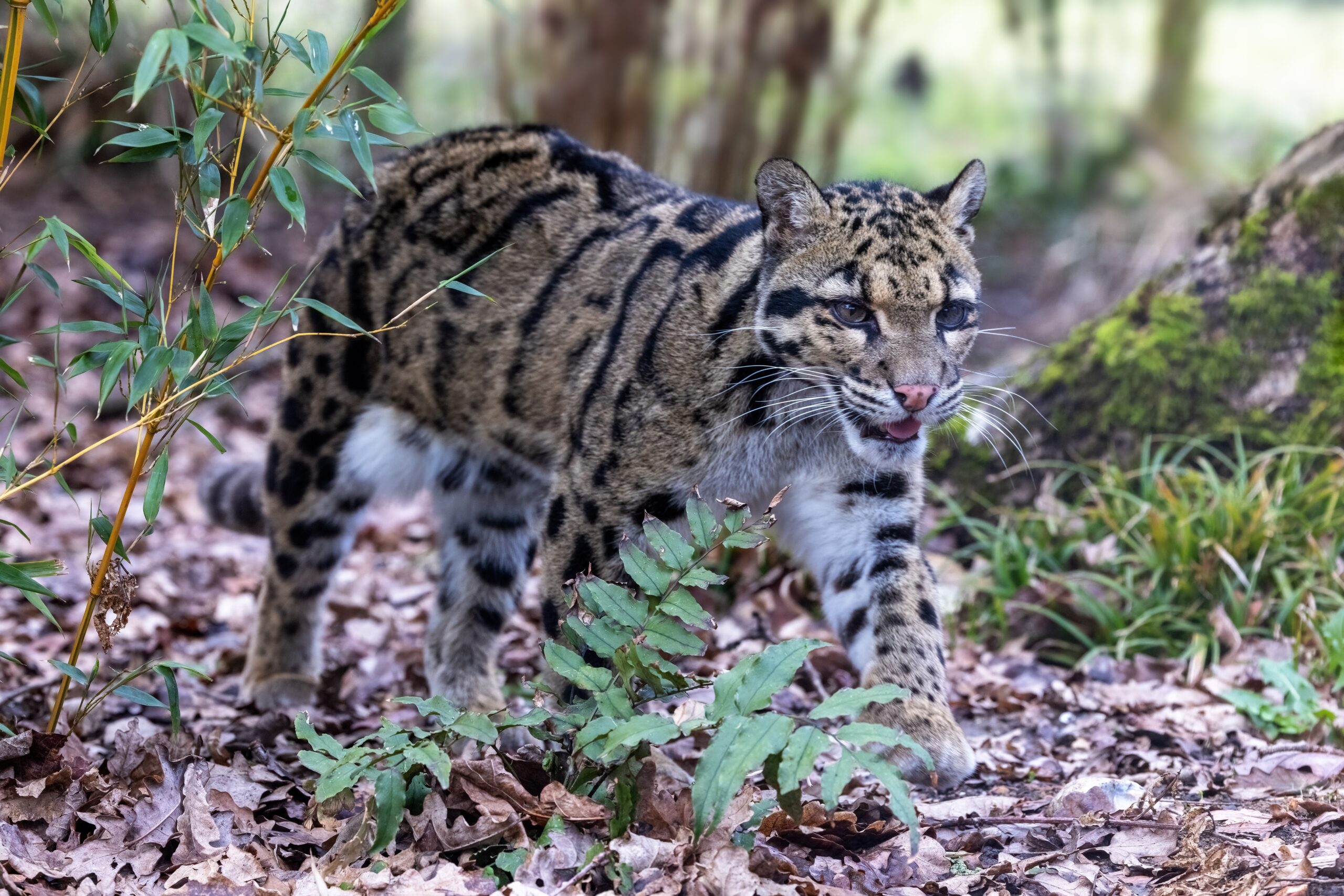 Clouded Leopard