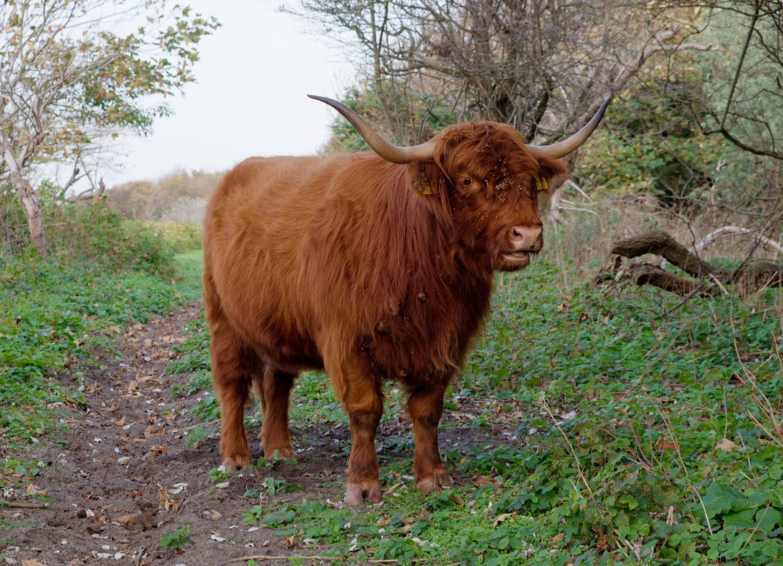 Riding a cow while drunk in Scotland