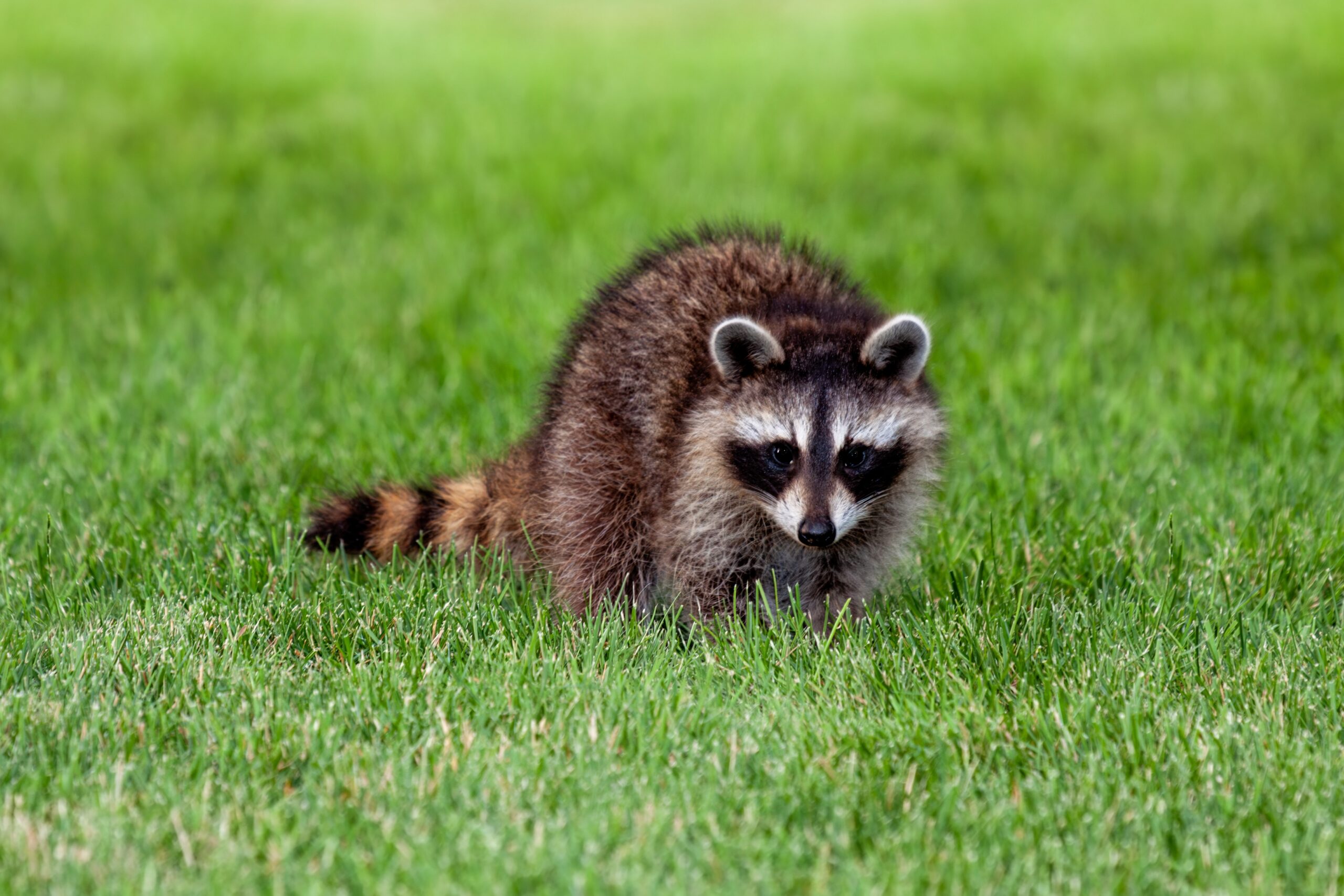 Raccoon