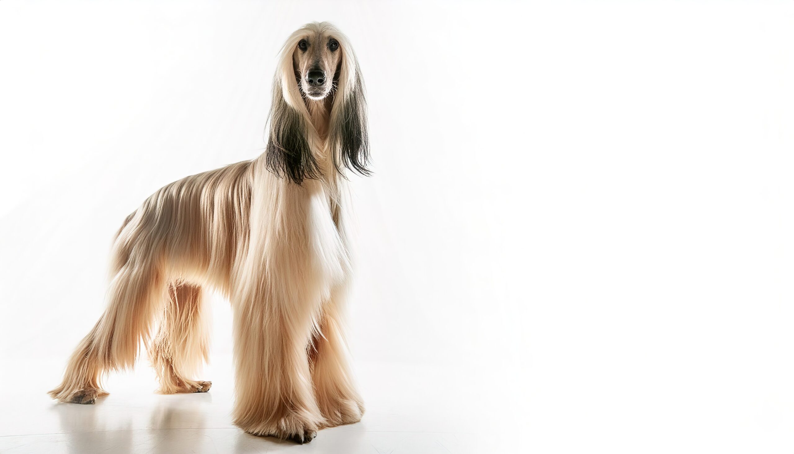 Afghan Hound