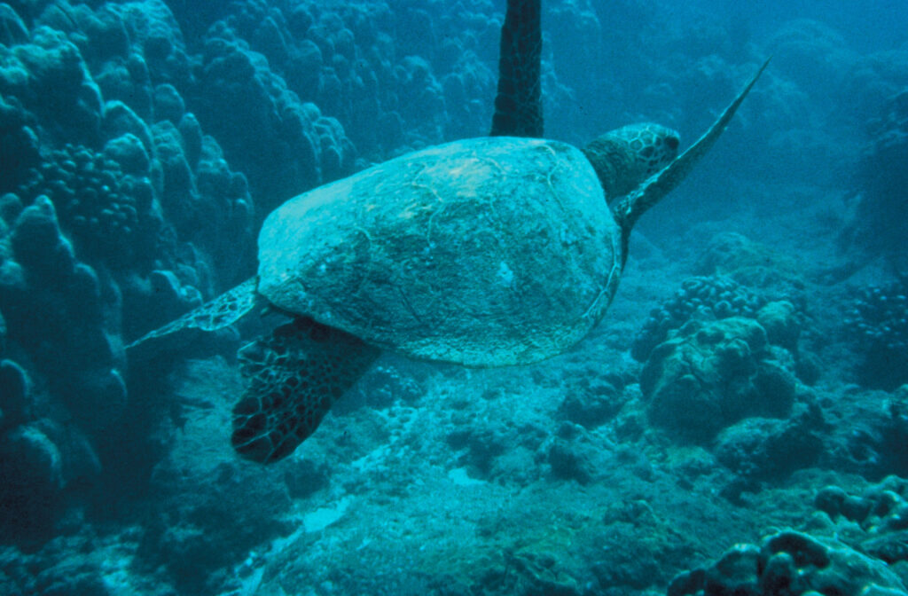 Aldabra Atoll Reef, Seychelles