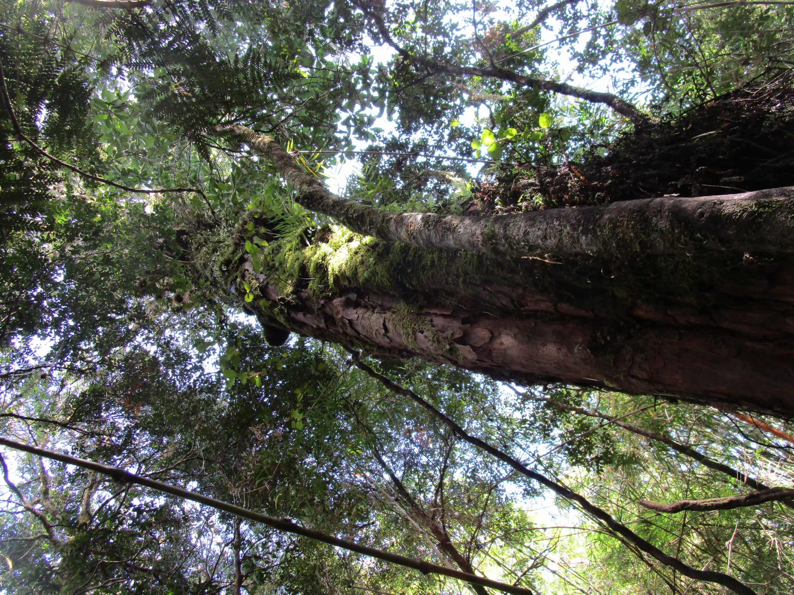 Alerce Costero – Patagonian Cypress, Chile