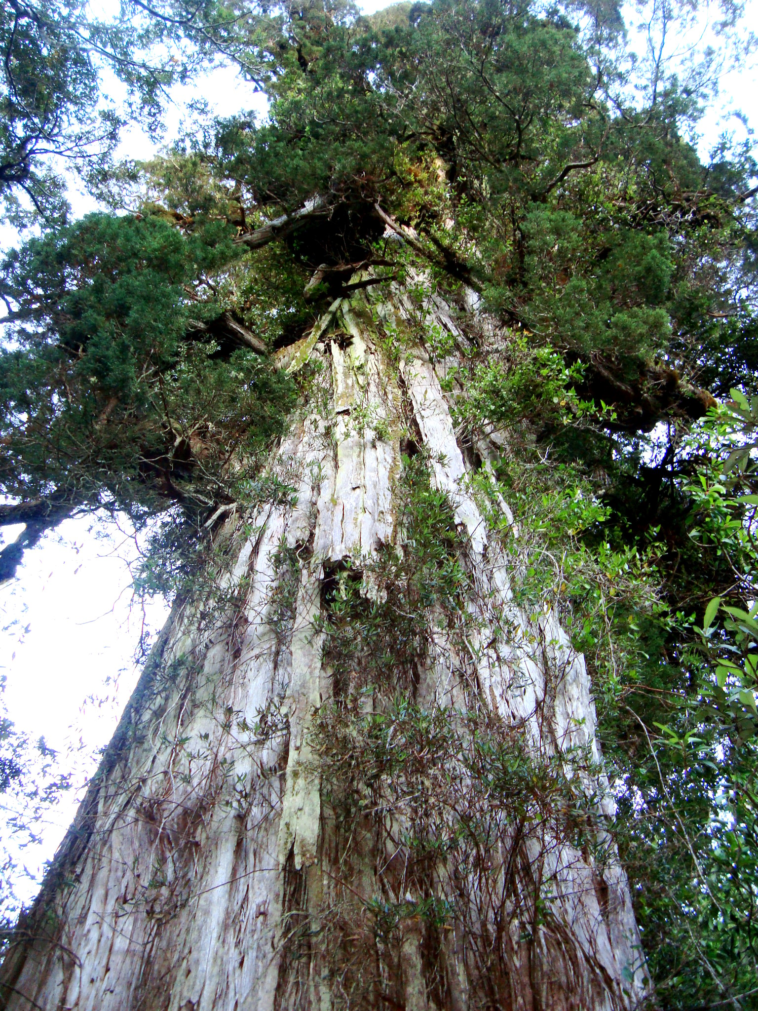 Alerce (Gran Abuelo) – Patagonian Cypress, Chile