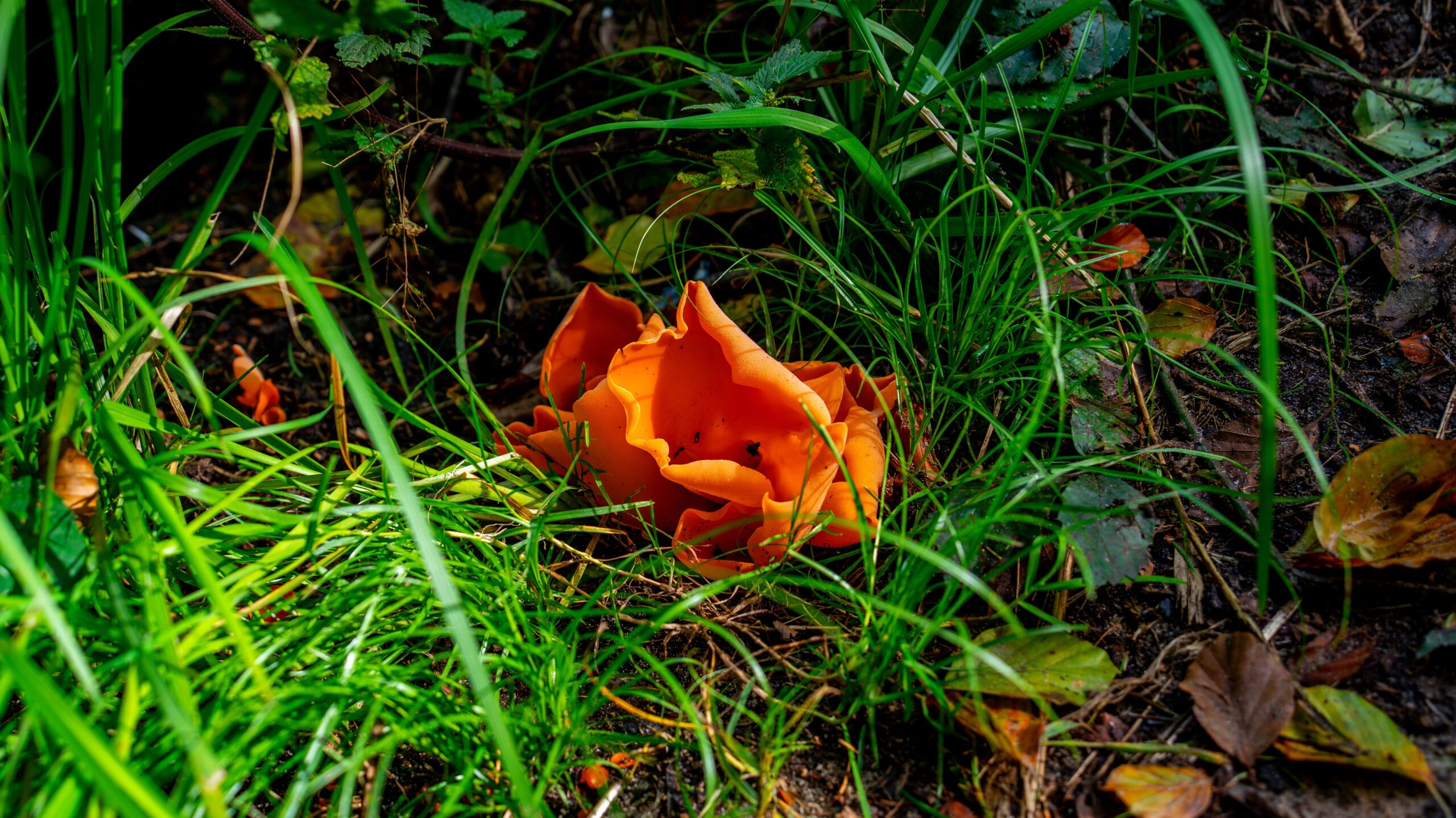 Aleuria aurantia (Orange Peel Fungus)