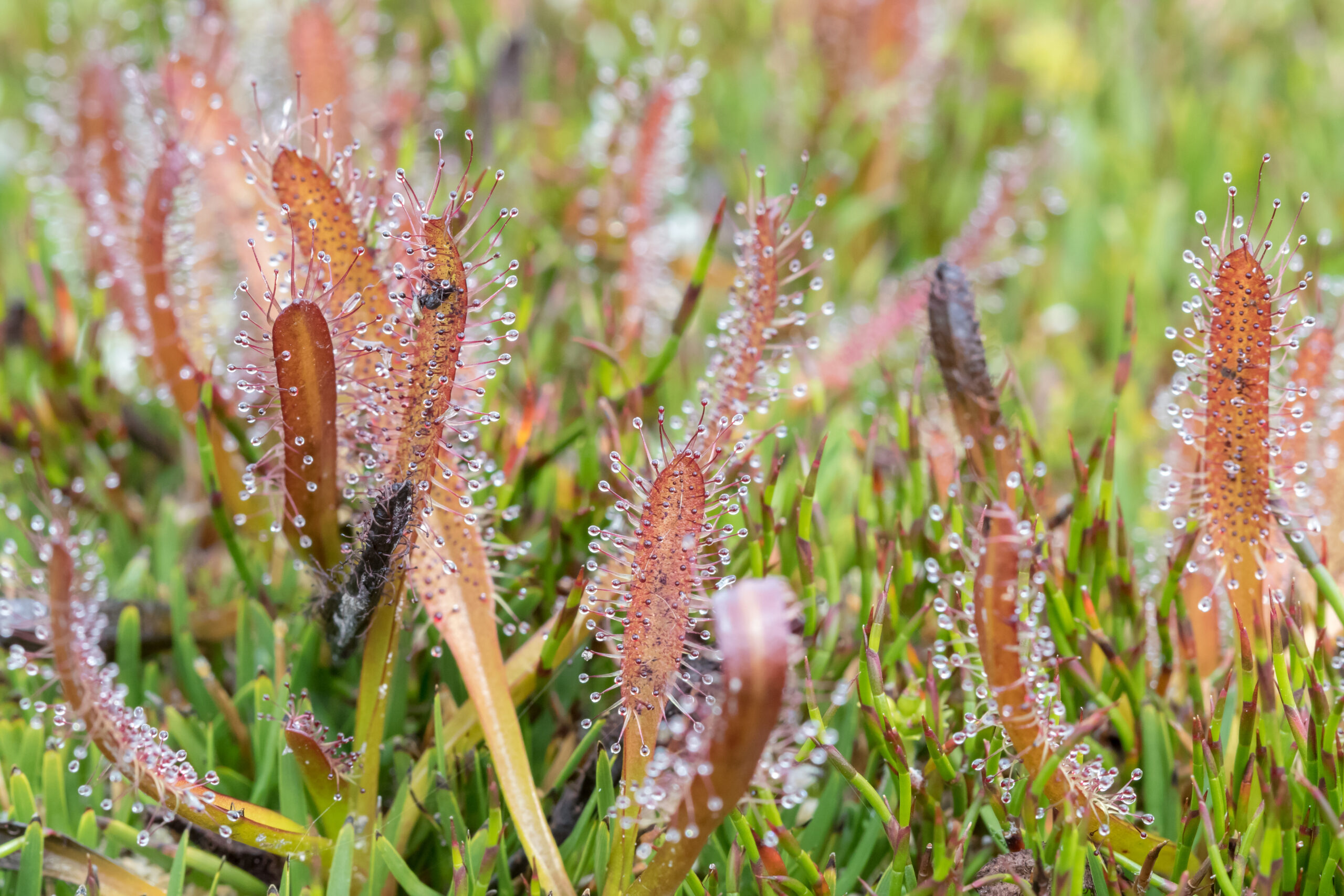 Alpine Sundew (Drosera arcturi)