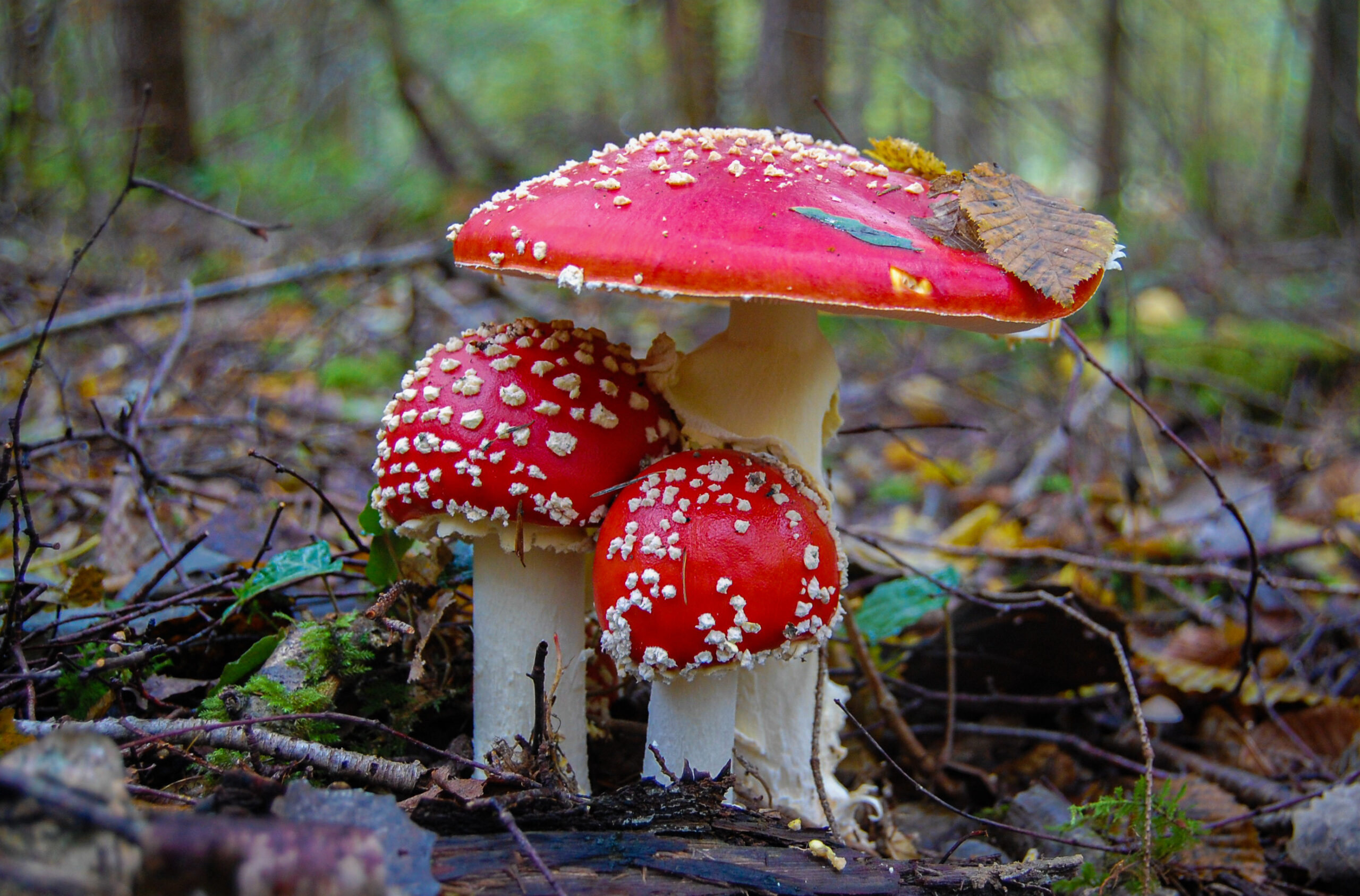 Fly Agaric (Amanita muscaria)