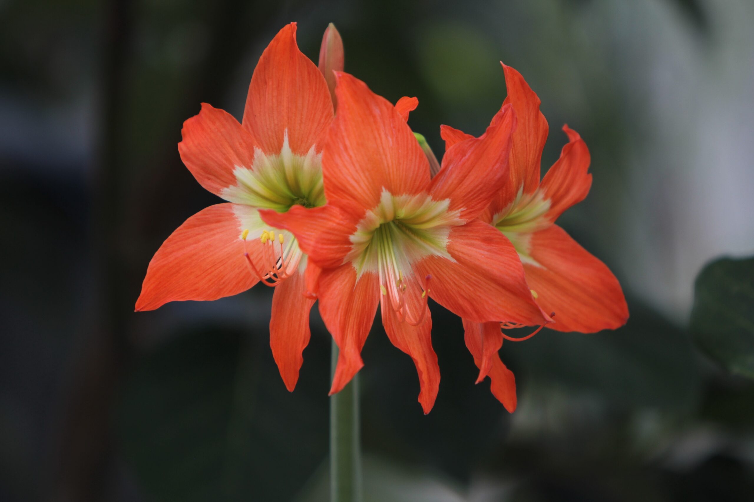 Amaryllis (Hippeastrum spp.)