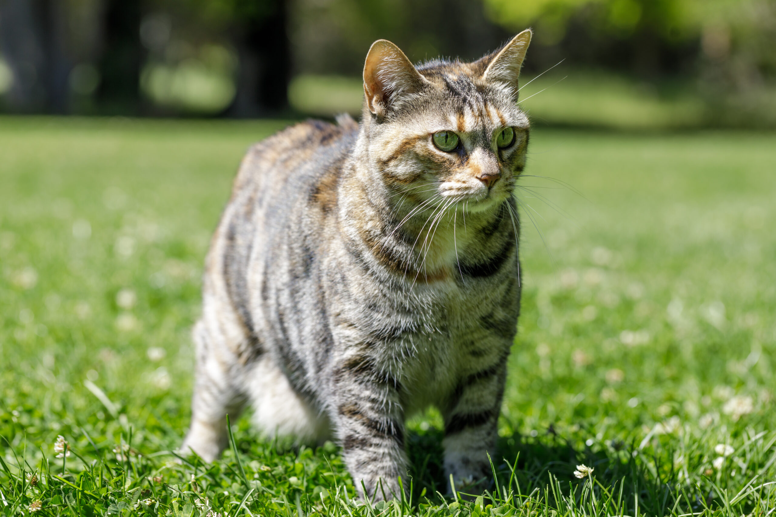 American Bobtail