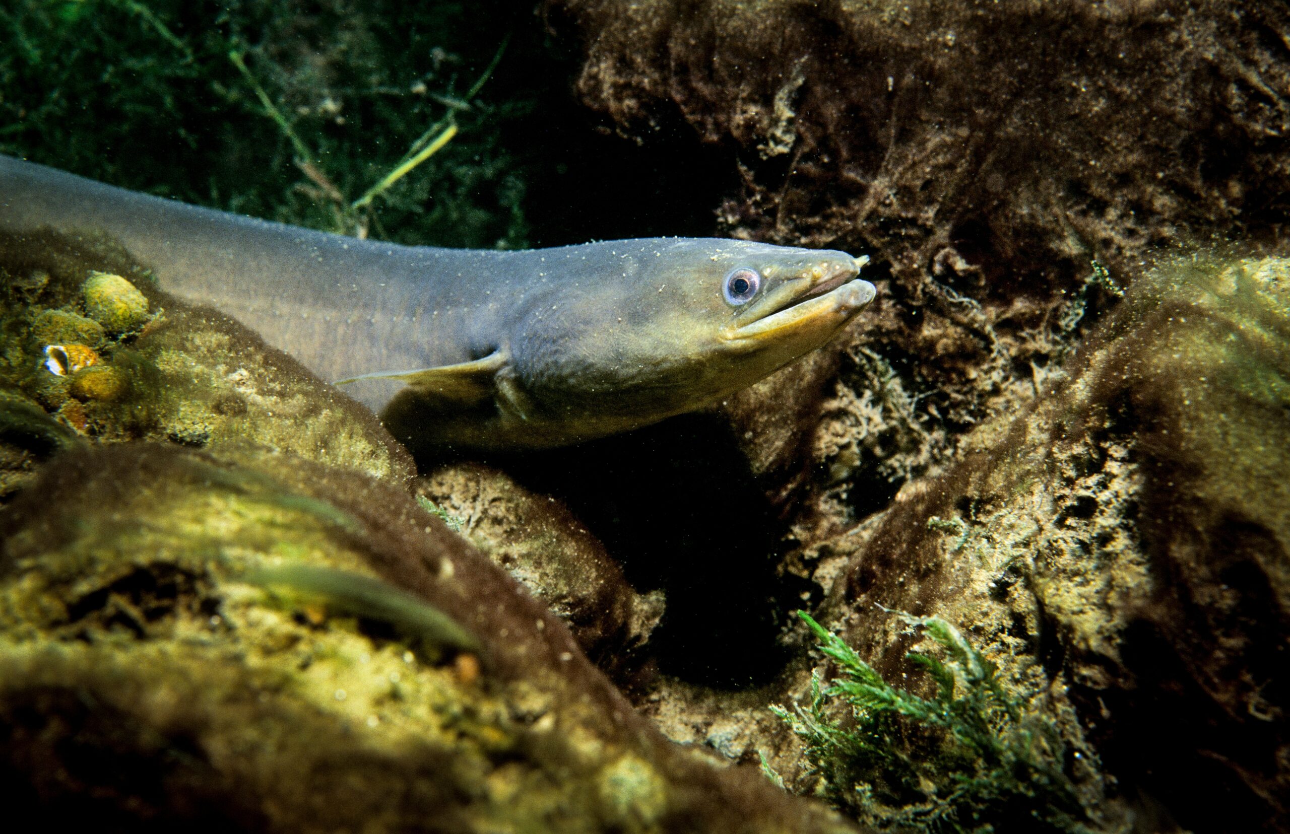 American Eel (Anguilla rostrata)