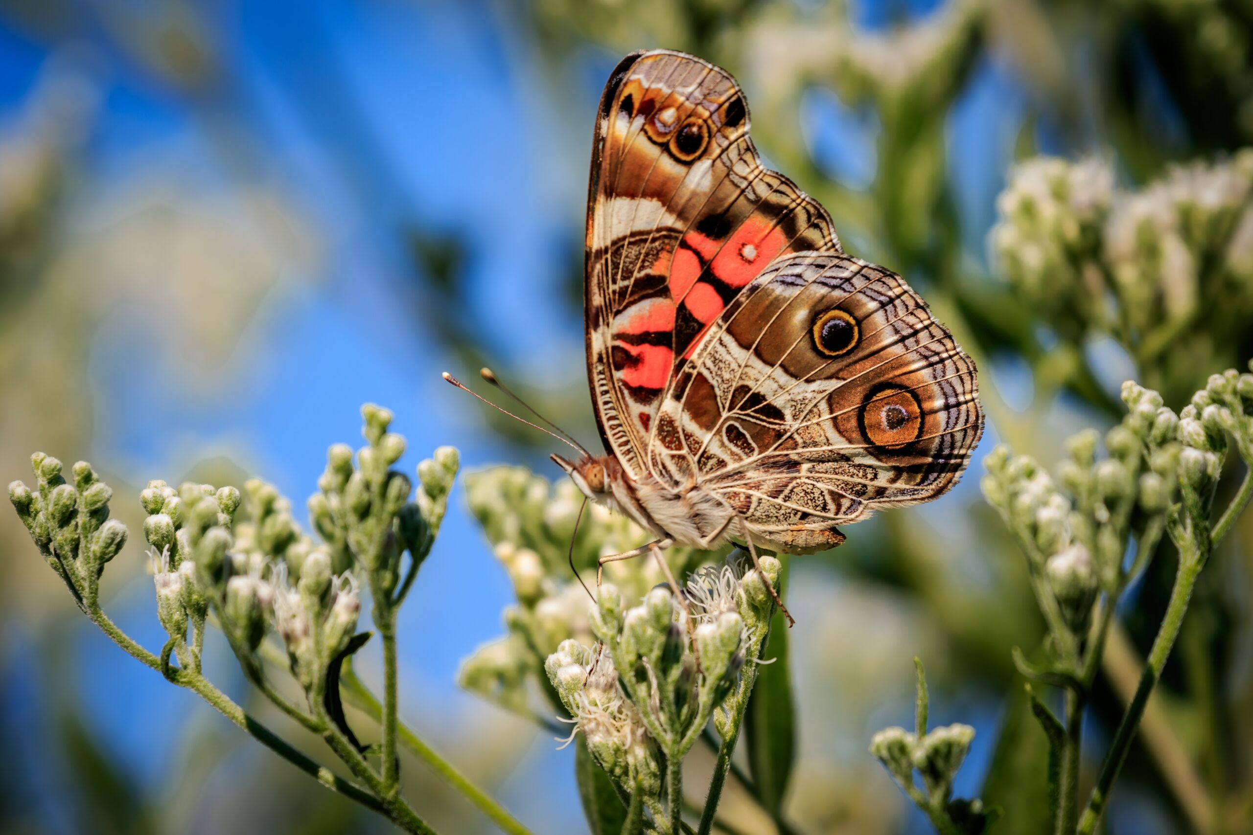 American Painted Lady Butterfly (Vanessa virginiensis)