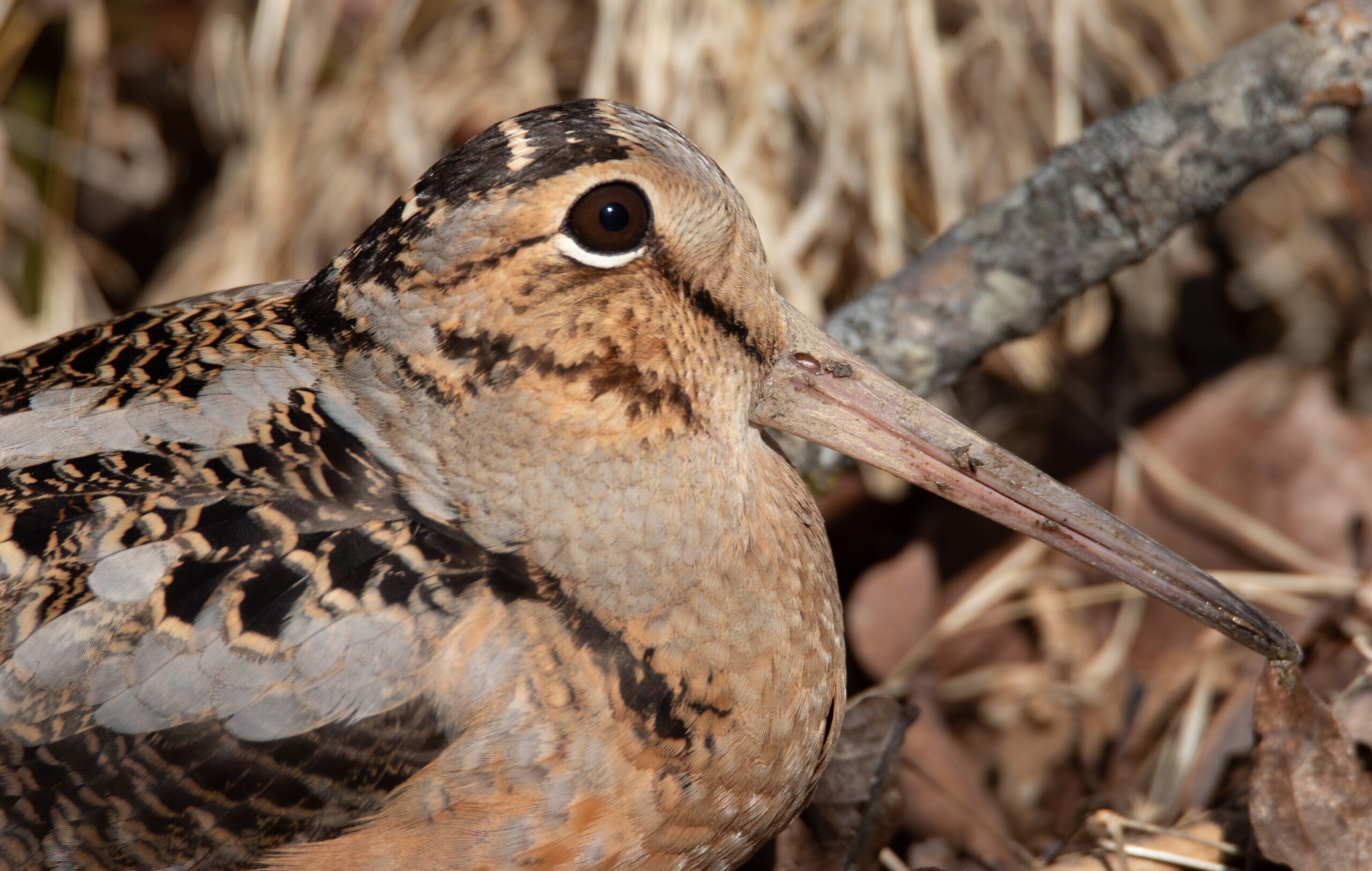 American Woodcock