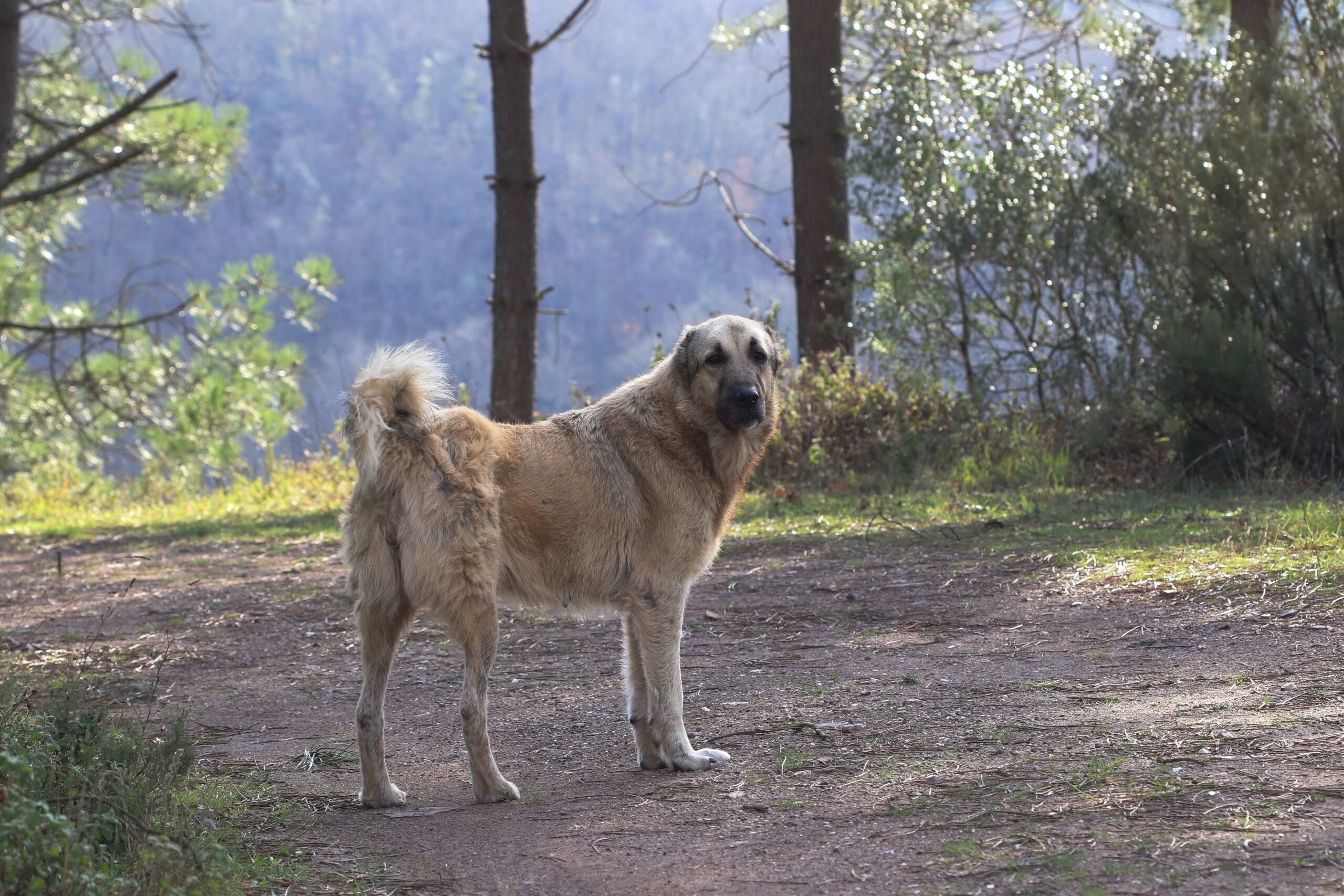 Anatolian Shepherd