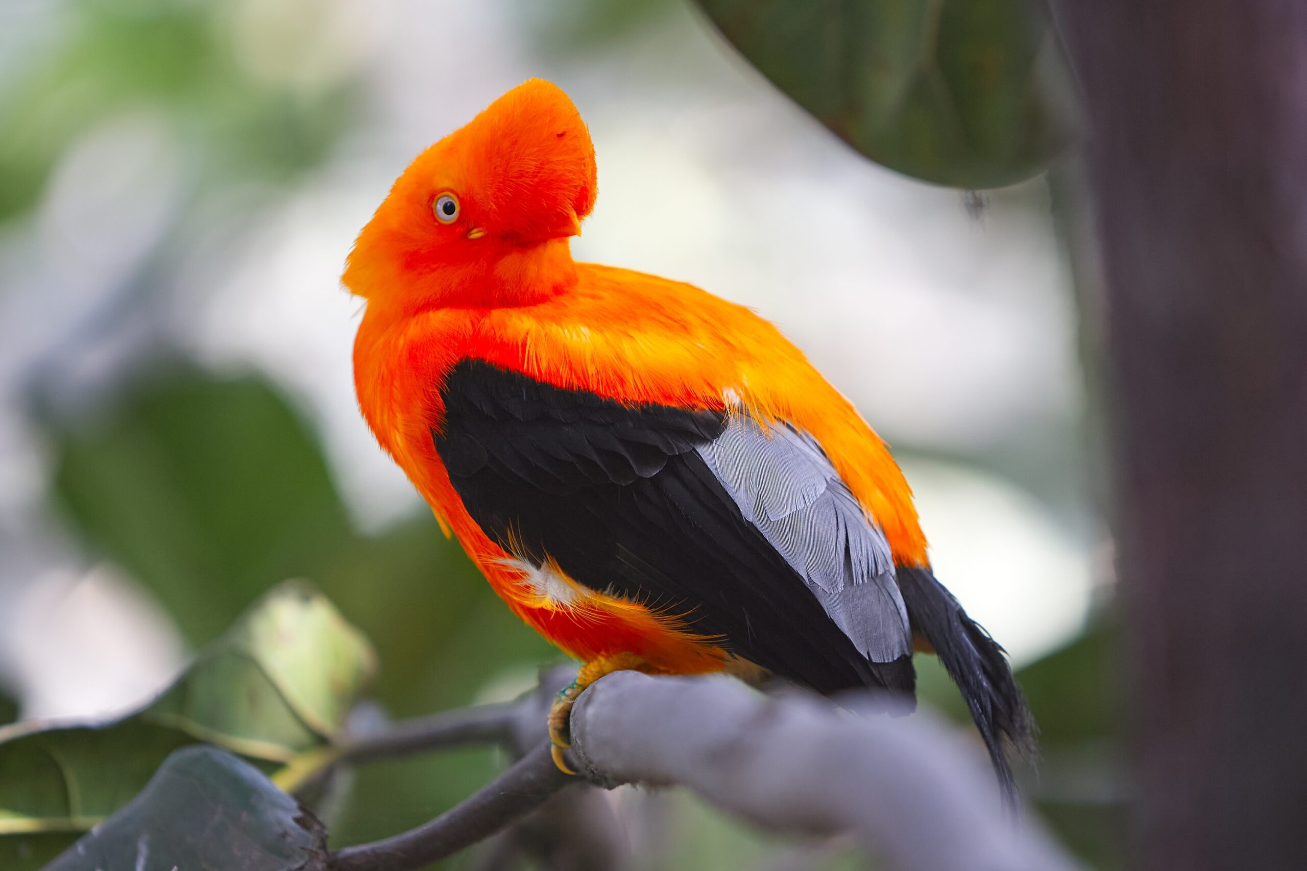 Andean Cock-of-the-Rock