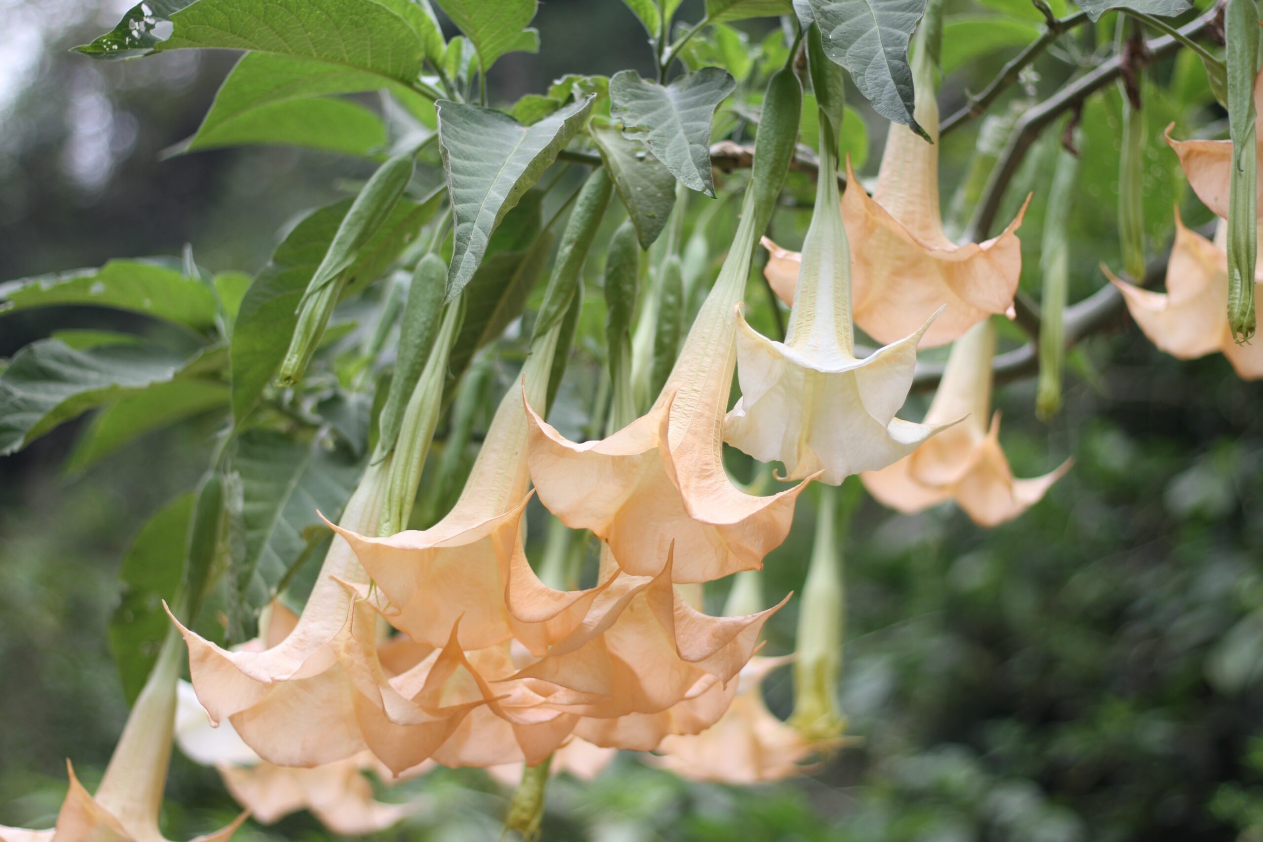 Angel’s Trumpet (Brugmansia spp.)